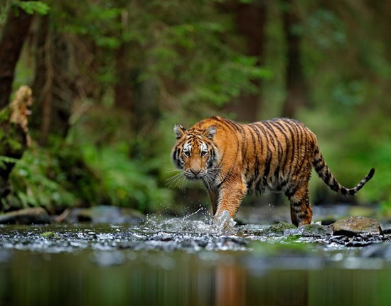 Siberische tijger wandelt in het water in Rusland
