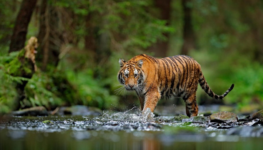Siberische tijger wandelt in het water in Rusland