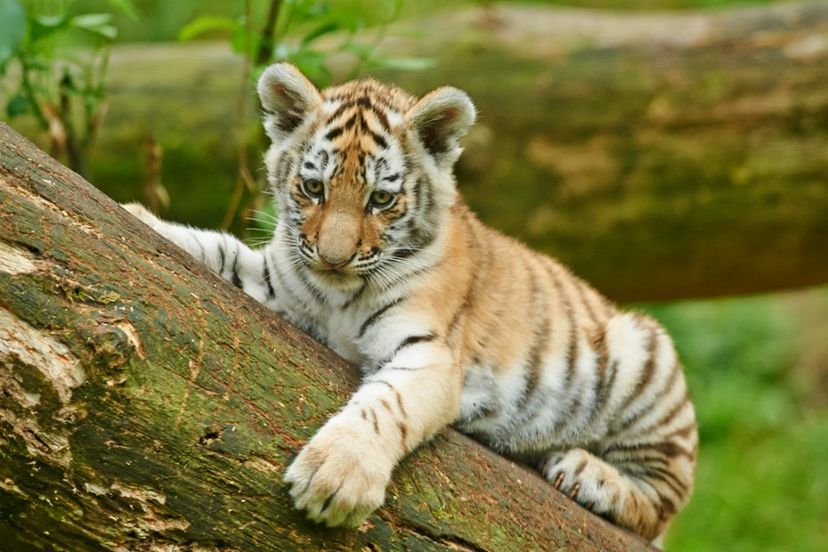 Tijger | WWF | Ontdek waarom tijgers bedreigd