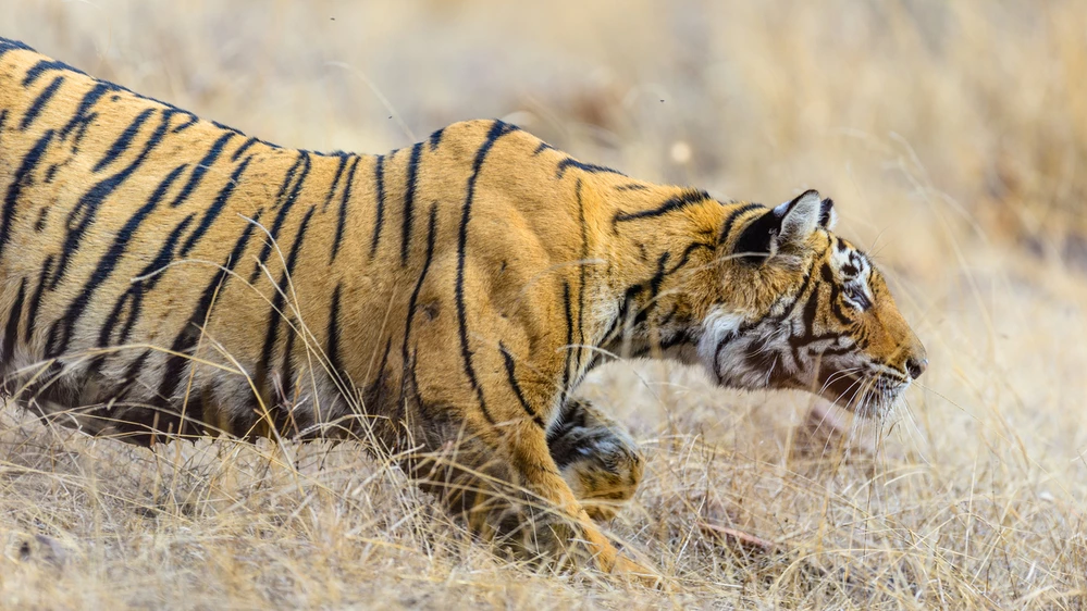 Bengaalse tijger sluipt door gras