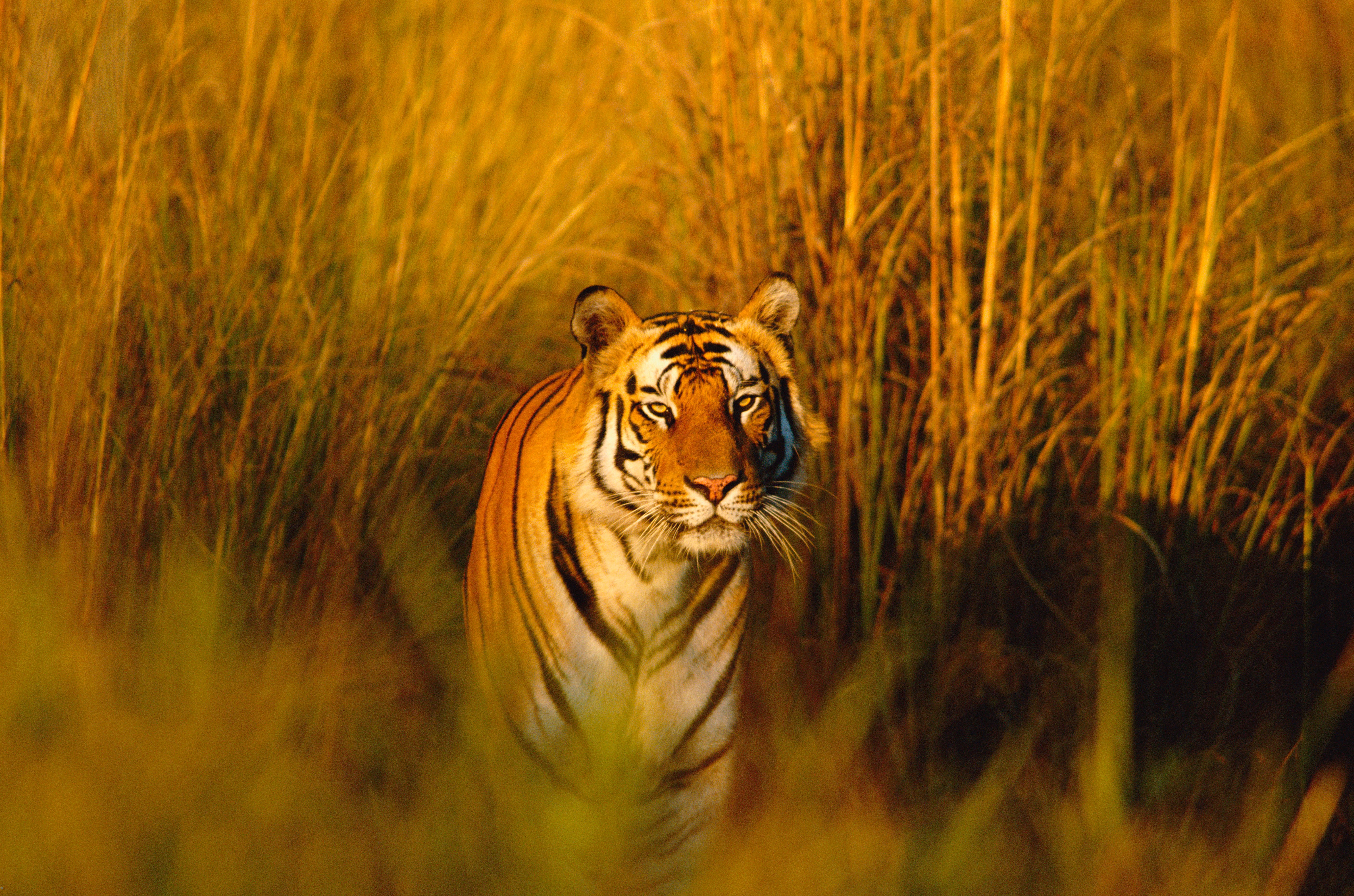 Bengaalse tijger in het gras