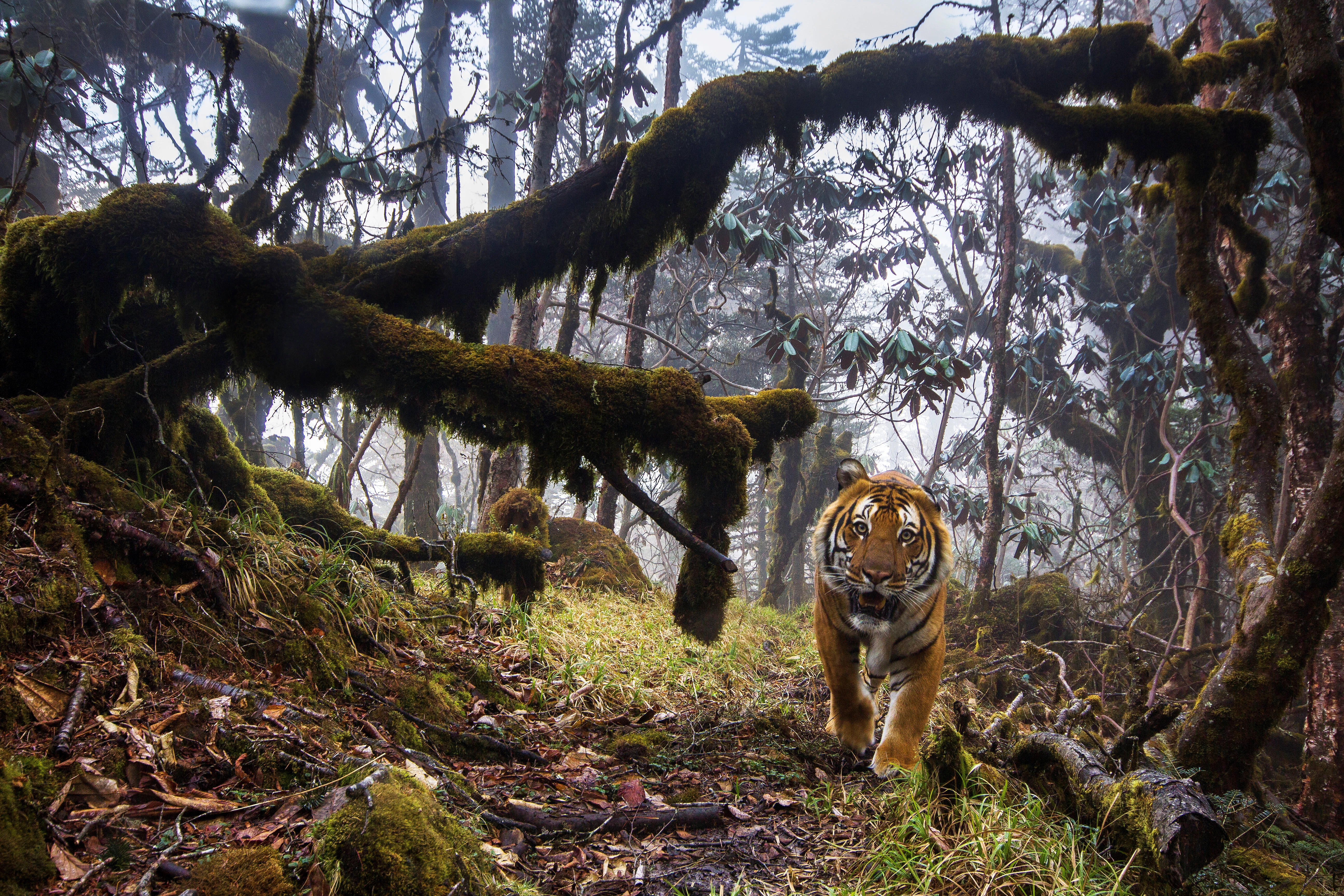 Een tijger in Bhutan, foto genomen door een cameraval WW243045
