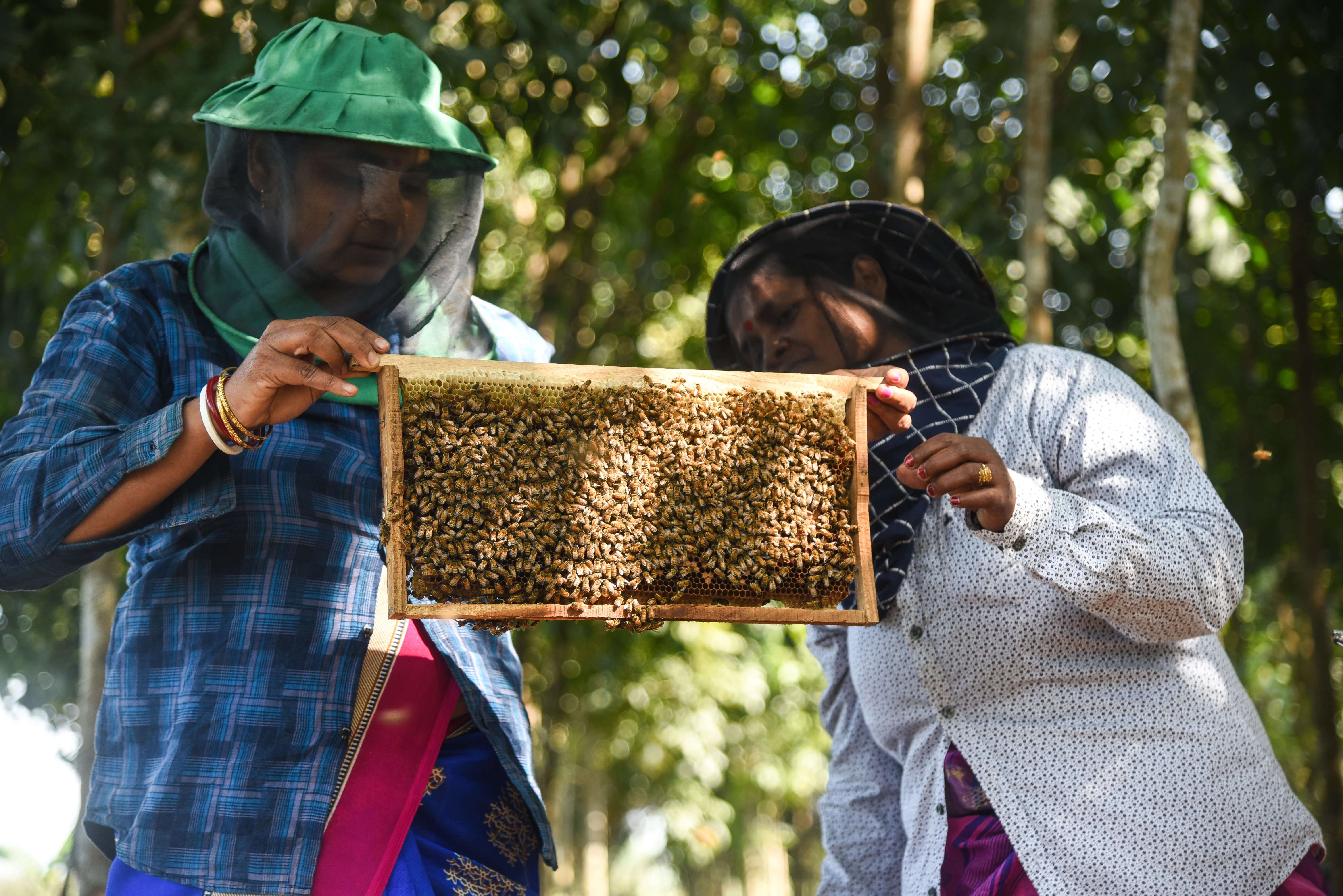 Mahua en collega controleren bijenraat_Tanmoy Bhaduri  WWF.JPG