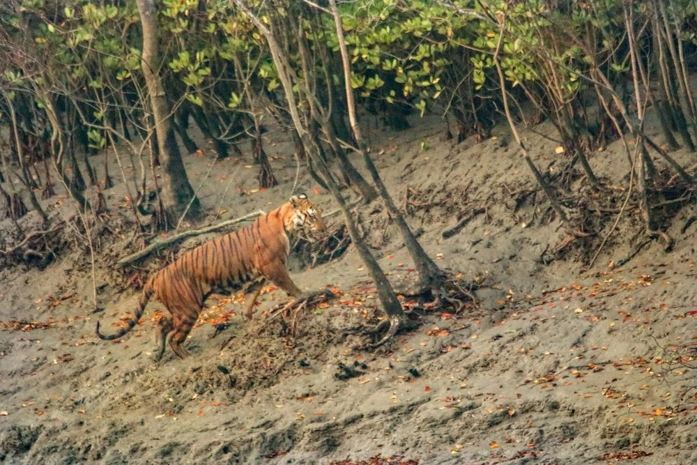 Tijger in Sundarbans mangrove_Debmalya_WWF-India.jpg
