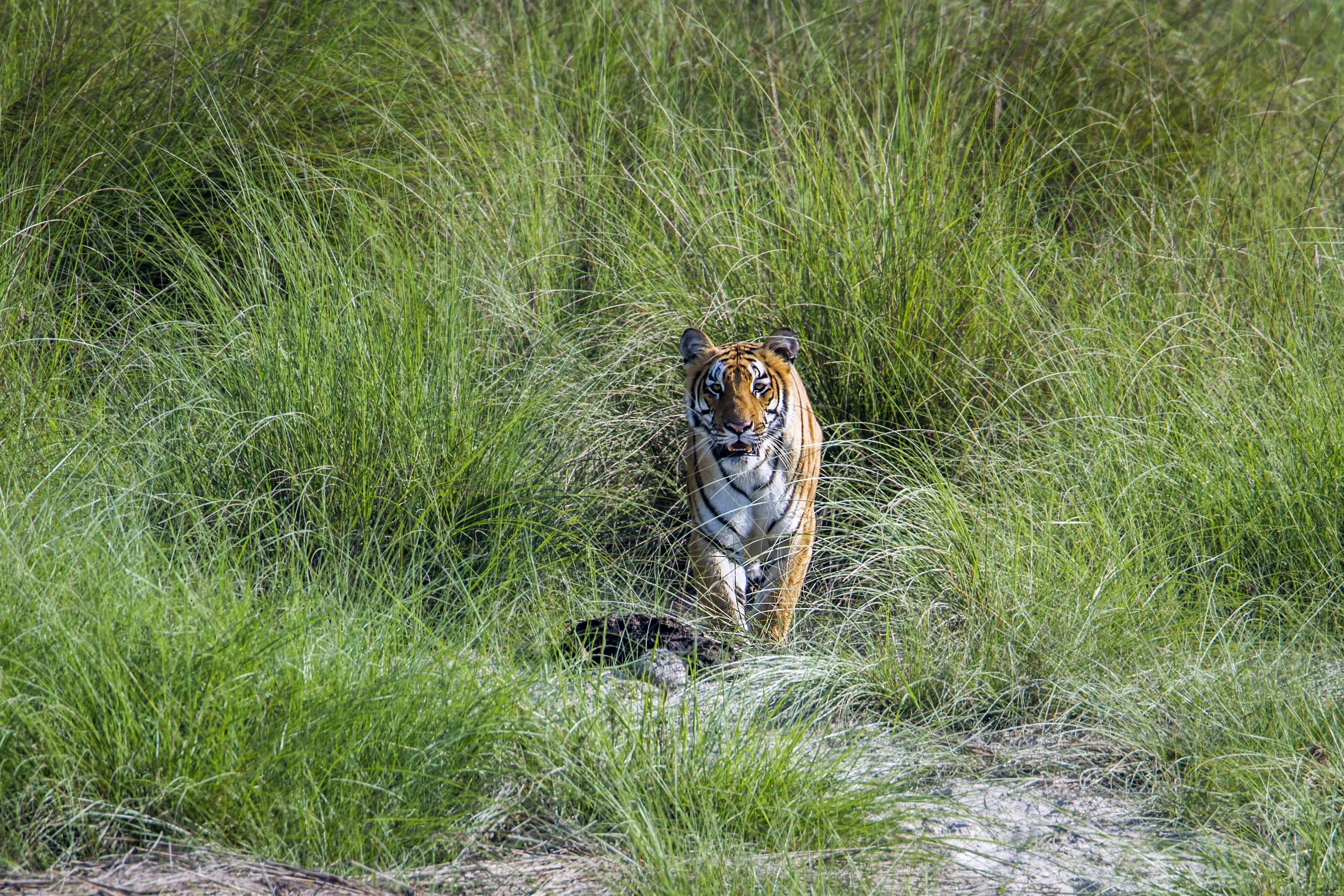 _NEPAL_ Bardia National Park_ ©Shutterstock _ Paco Como _ WWF-International.jpg