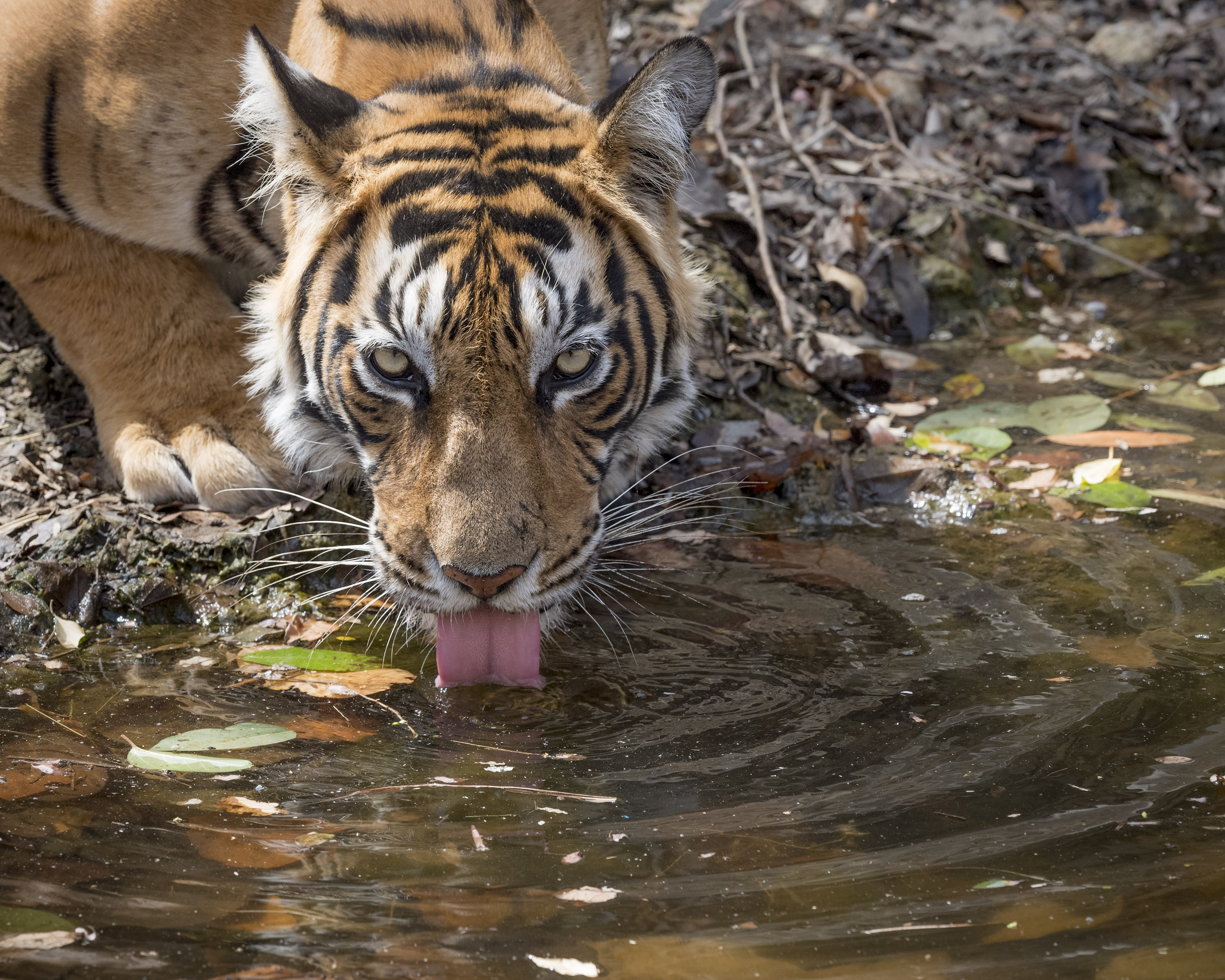 Tijger drinkt uit een waterplas