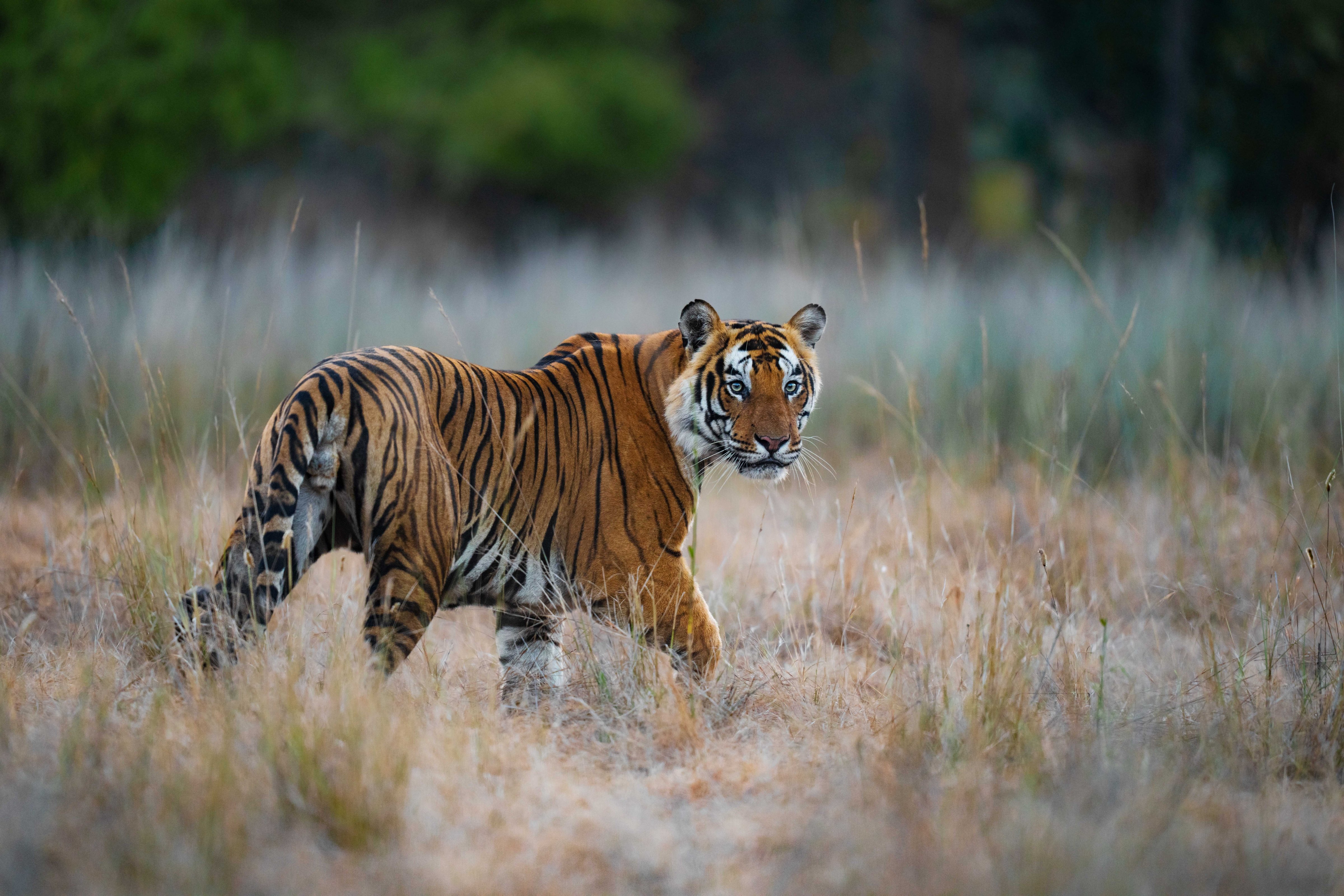 Tijger in nationaal park in India