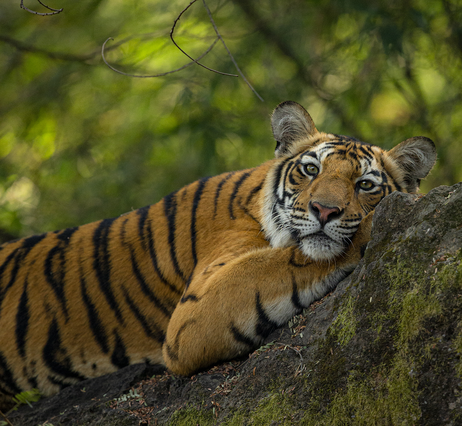 Tijger ligt op een rots in Bandhavgarh National Park, India