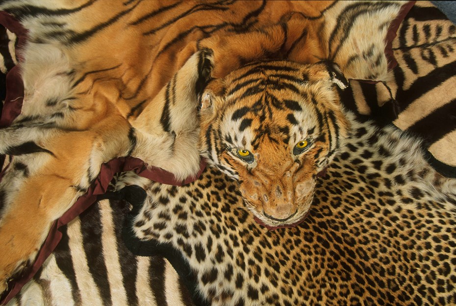 Veilig Sandalen Rusland Tijger helpen | WWF | Ontdek waarom tijgers bedreigd zijn
