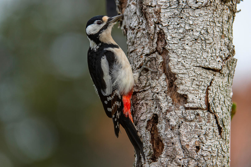 bonte specht op boomstam