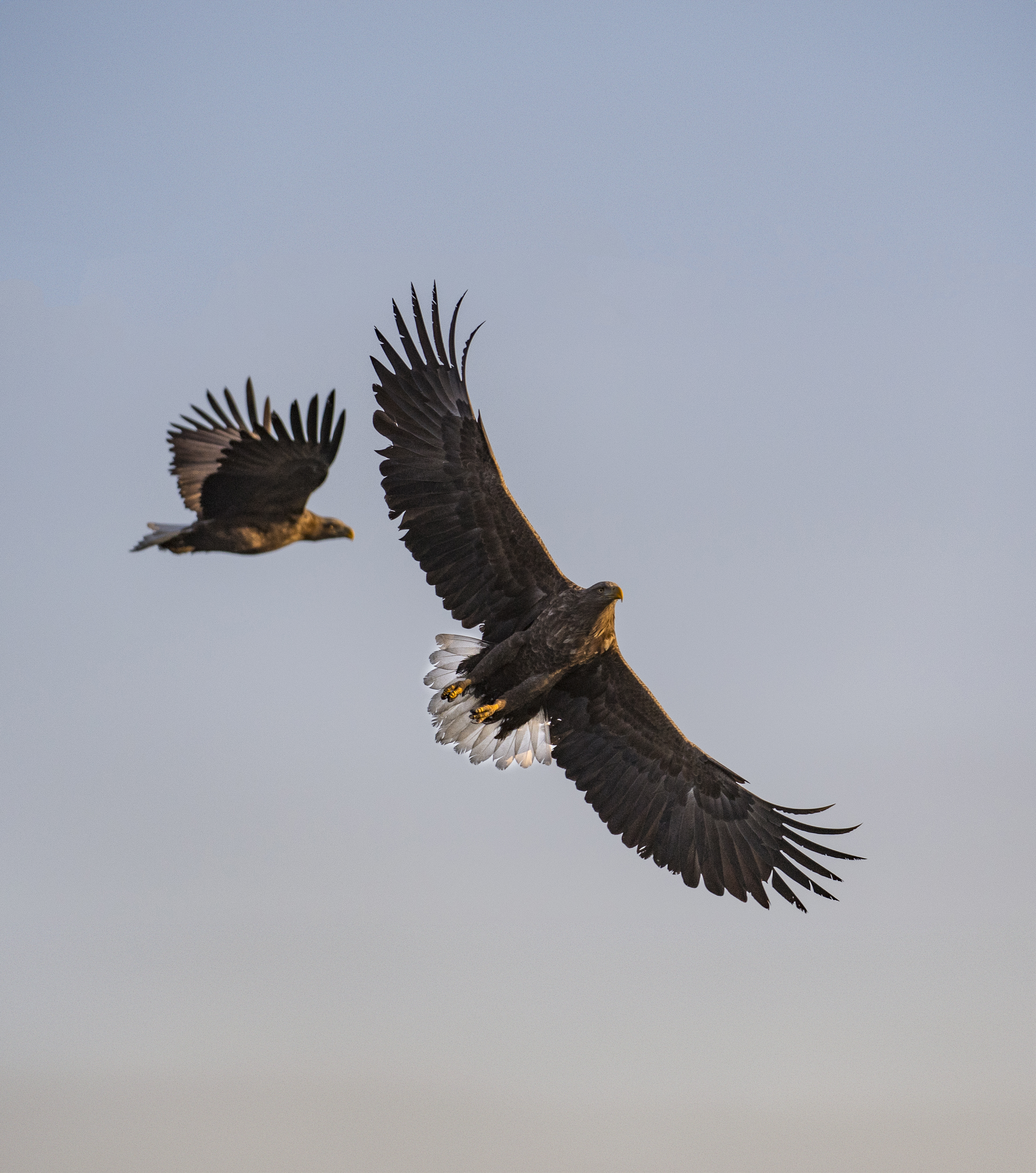 Zeearenden in de lucht