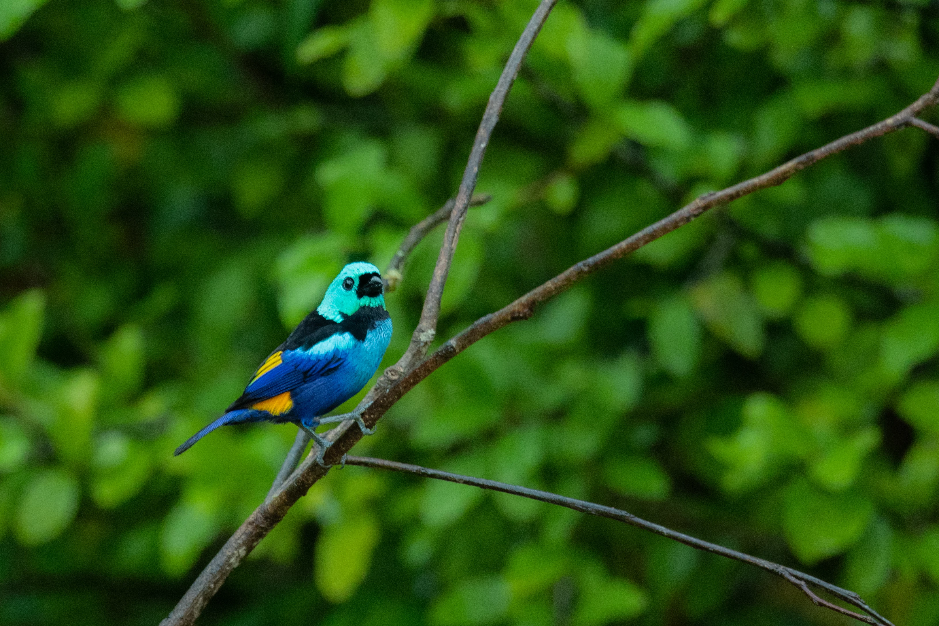 Zevenkleurige tangare