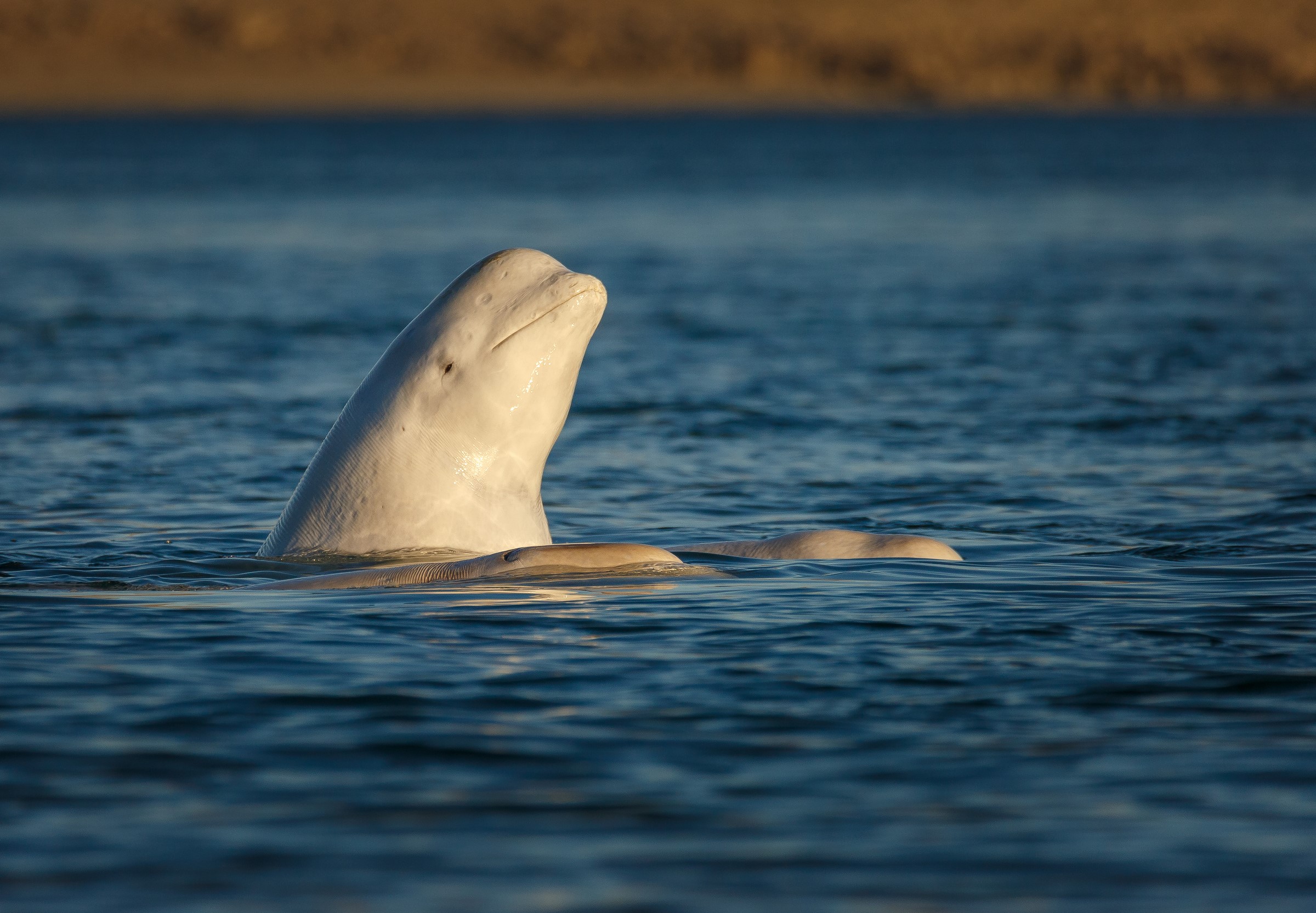 Beluga met zijn hoofd boven water