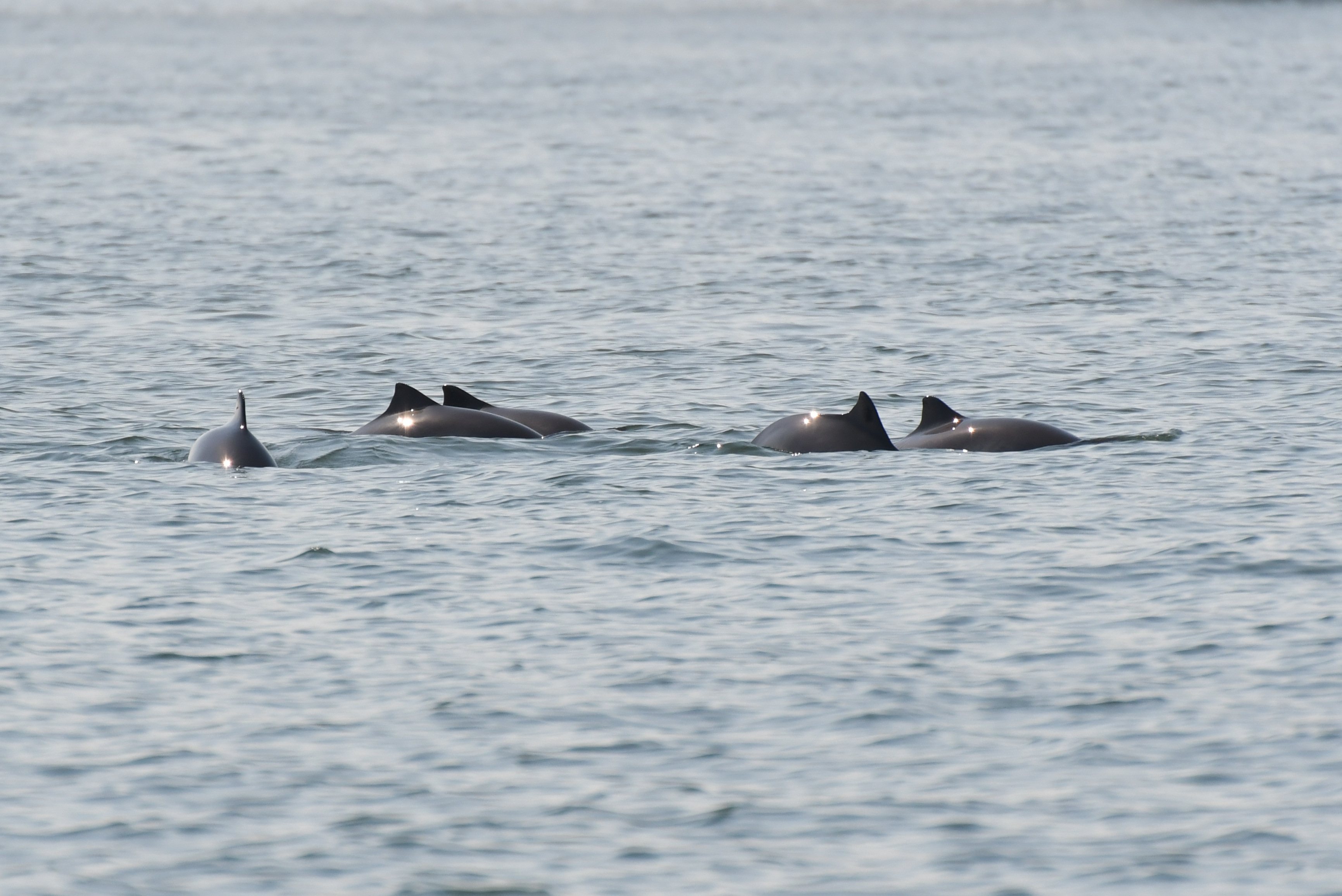 Bruinvissen, vinnen te zien