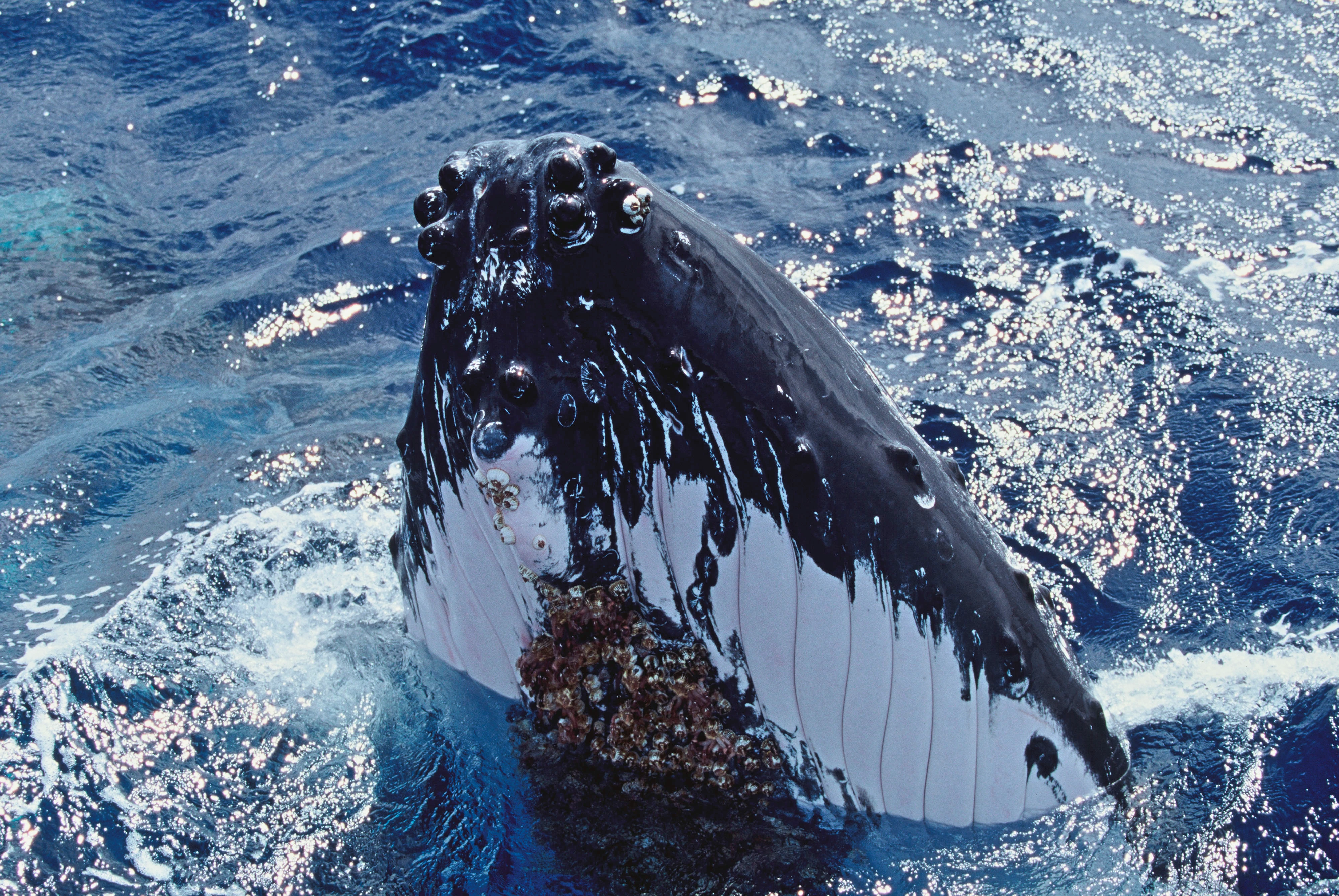 Bultrug boven water WW172292