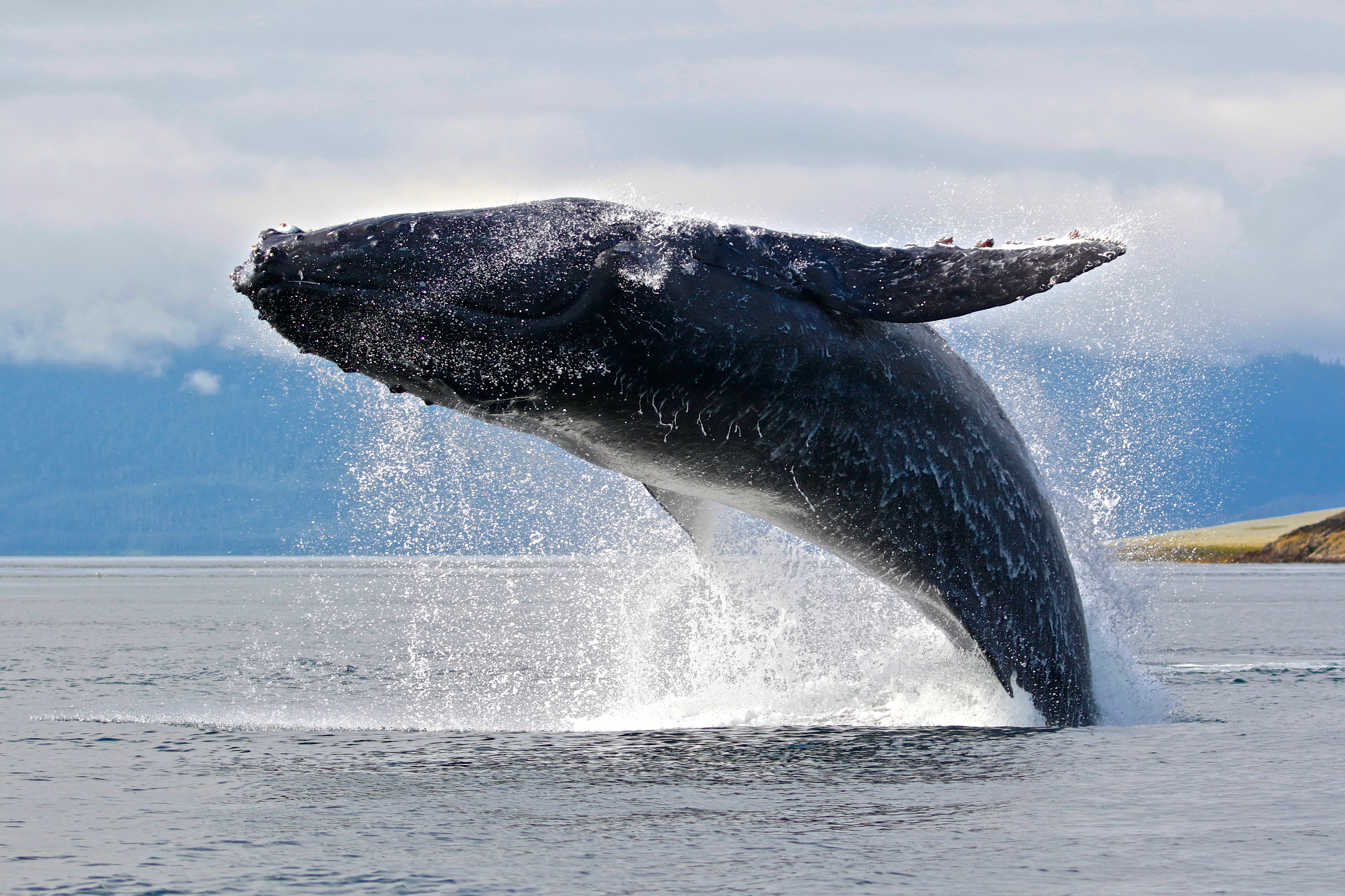 Bultrug walvis springt uit het water WW1113667