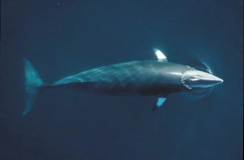 Minke whale © Morten Lindhard _ WWF.jpg