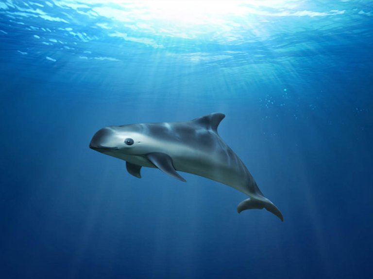 Tekening van een vaquita