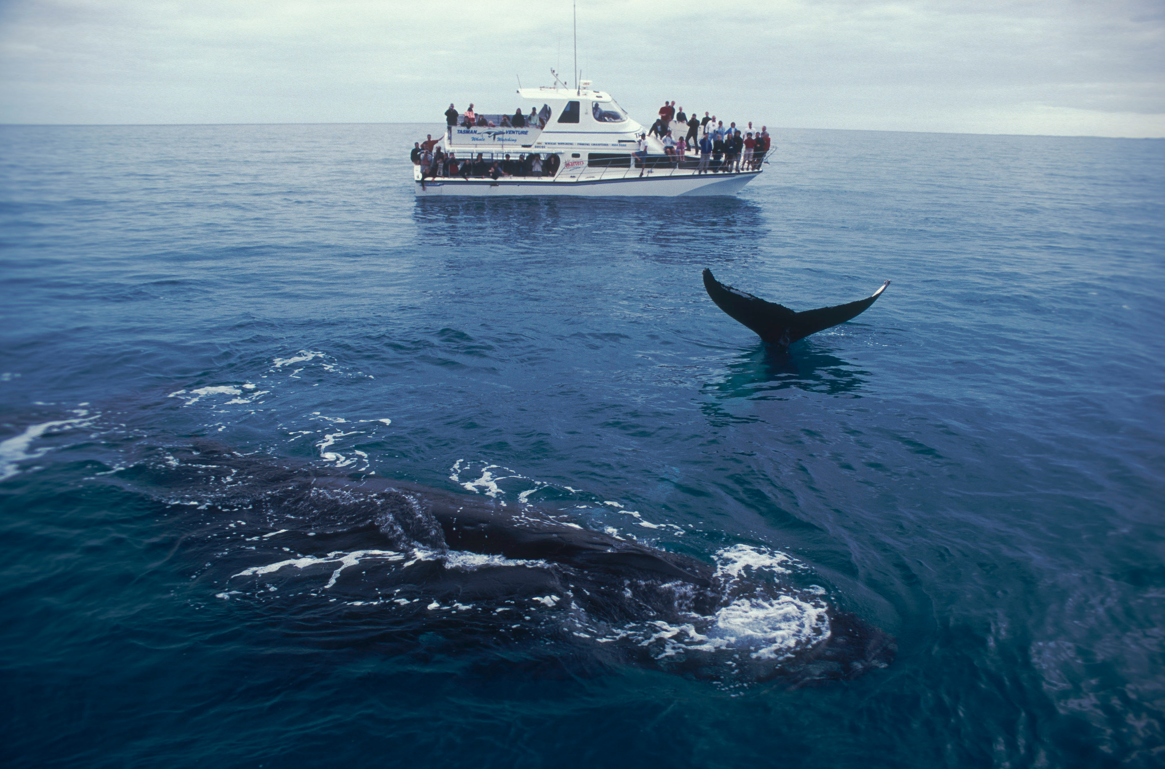 Walvissen zwemmen naast boot