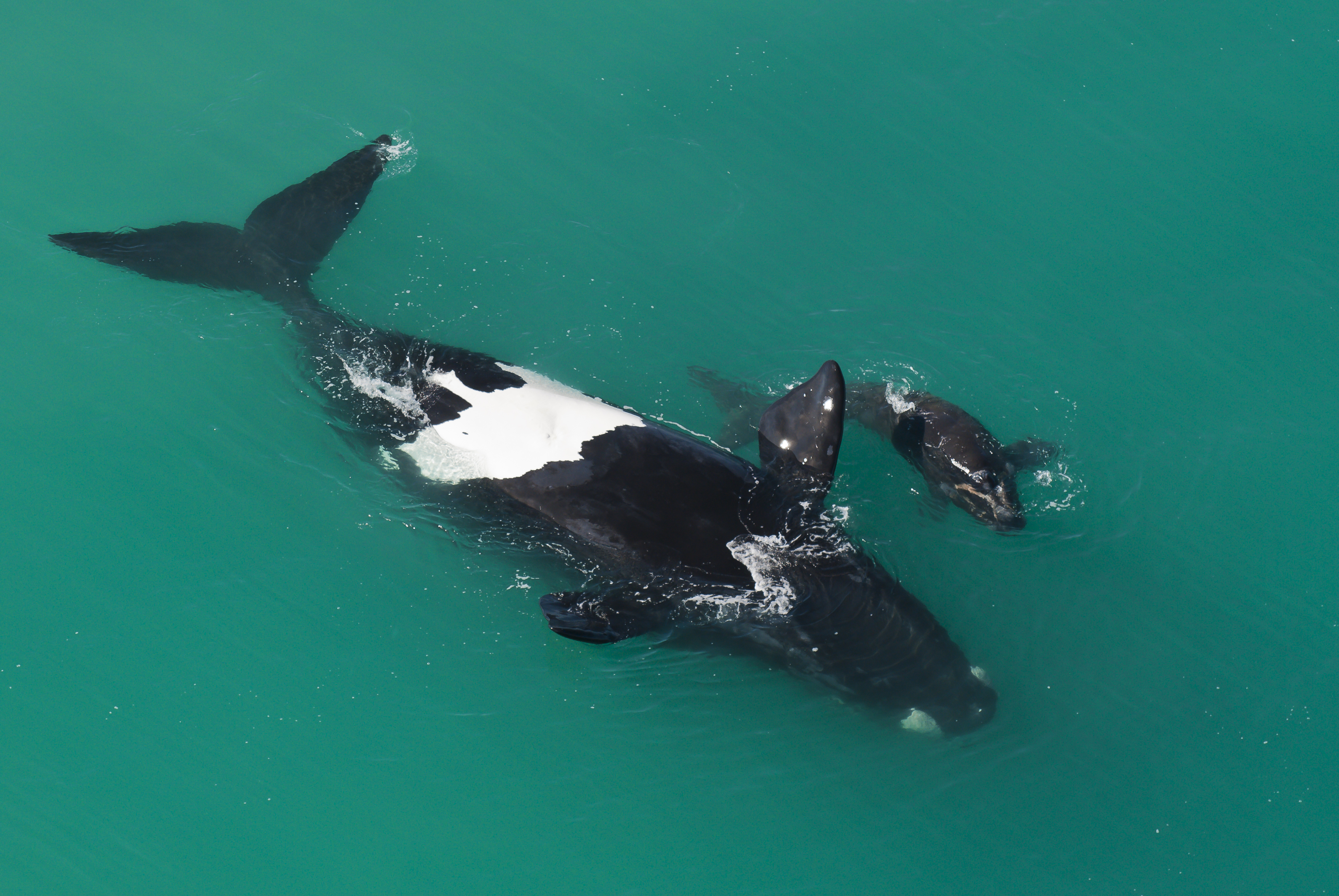 De walvis | WWF | Ontdek waarom walvissen bedreigd zijn