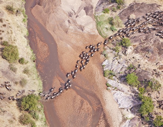 Bovenaanzicht wildebeesten