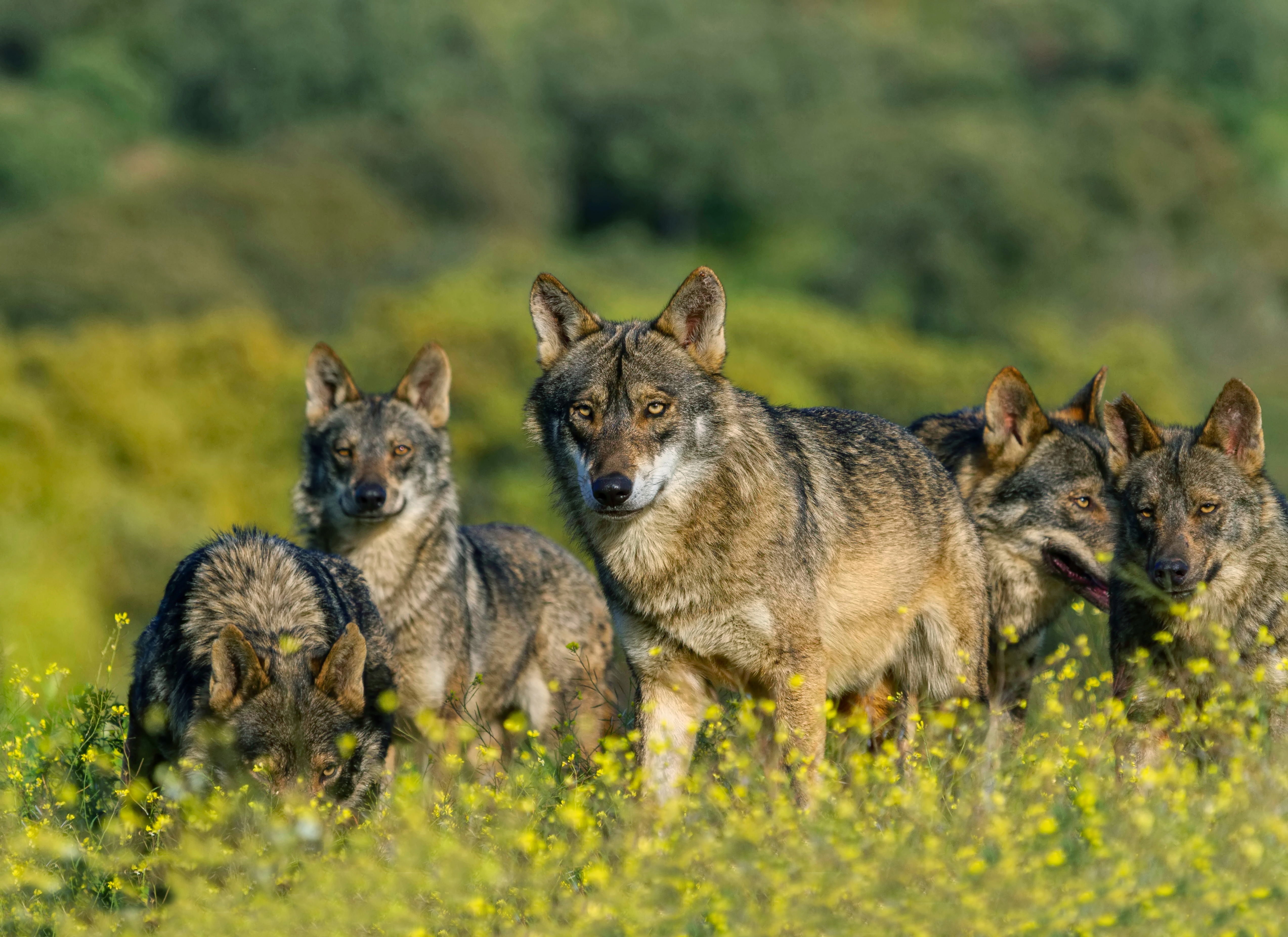 Roedel wolven tussen gele bloemen