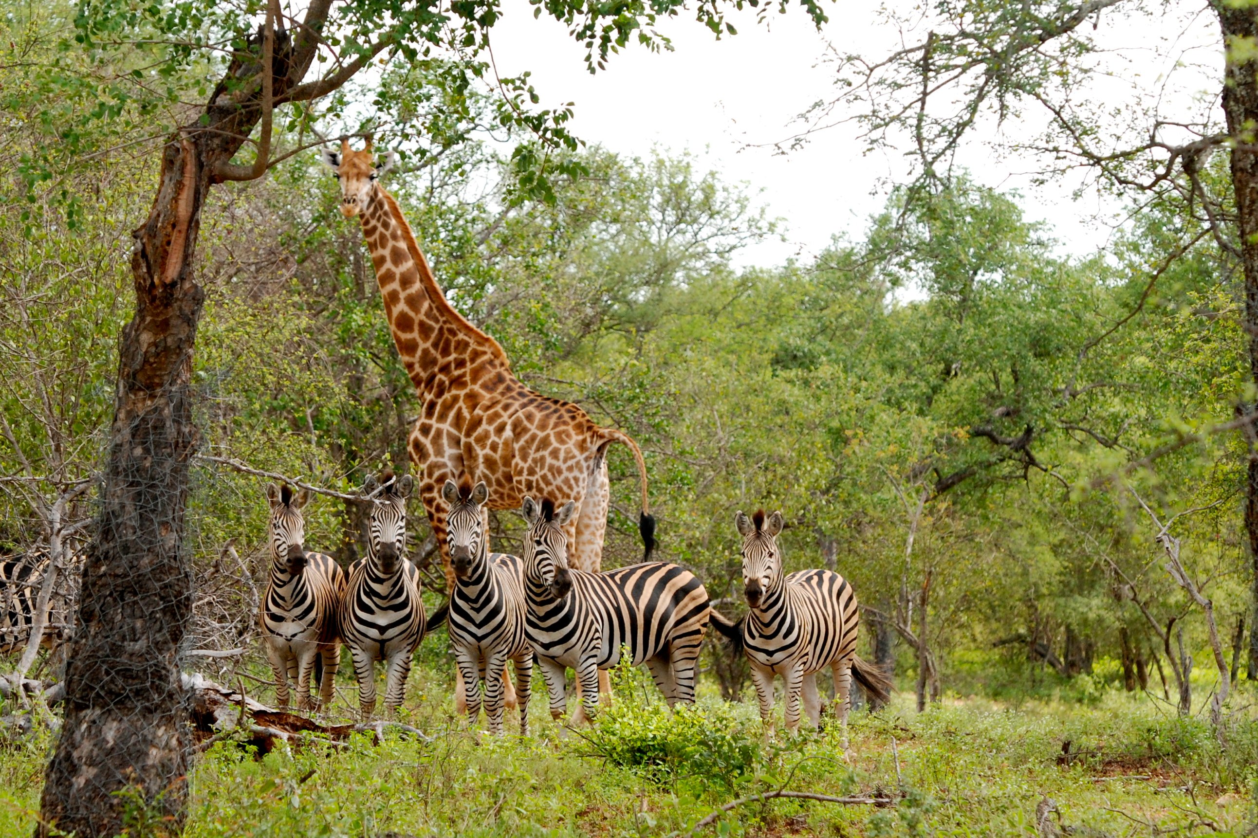 Zebra's eneen giraf, Kruger Nationaal Park, Afrika