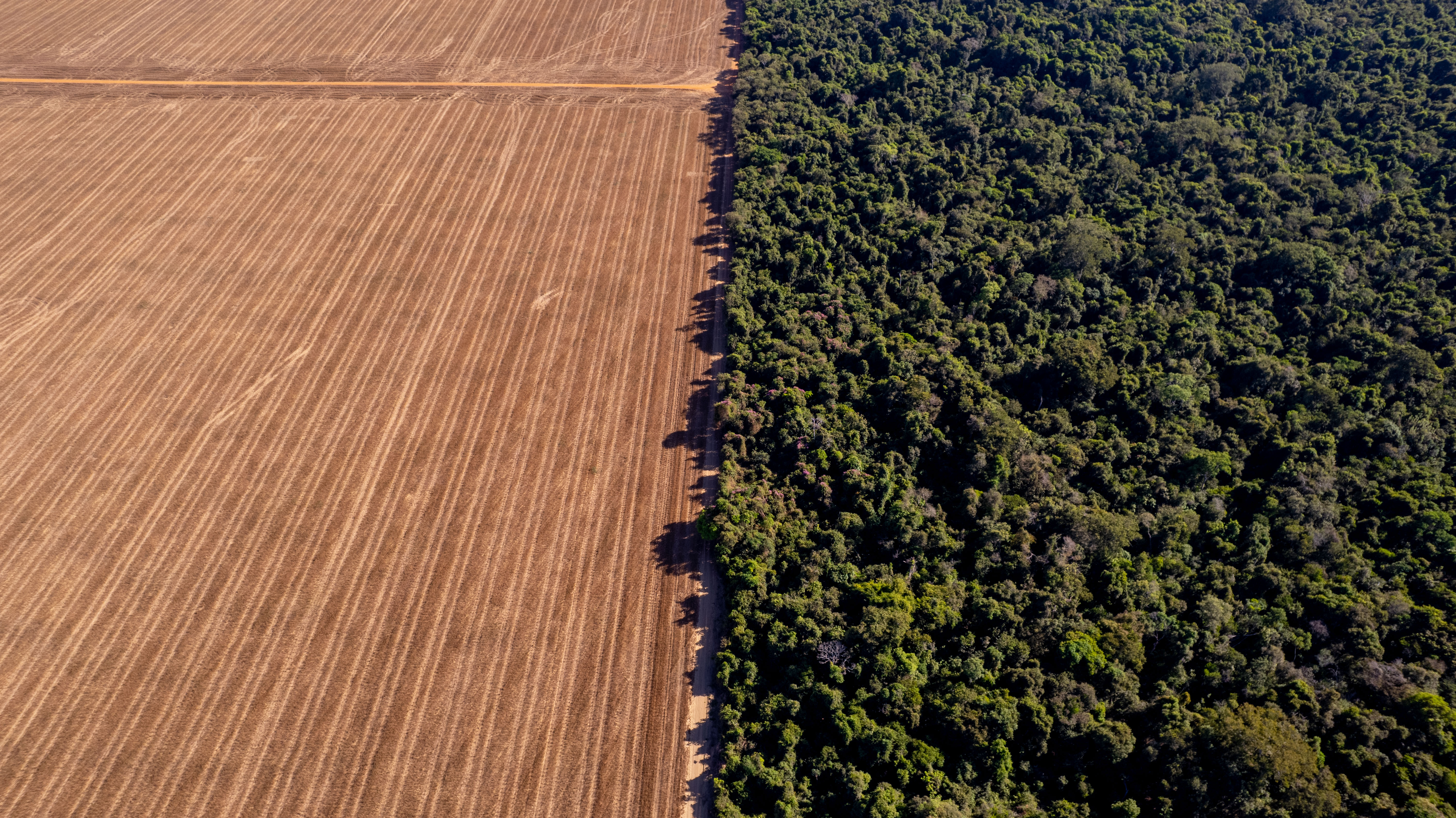 Ontbossing in de Amazone