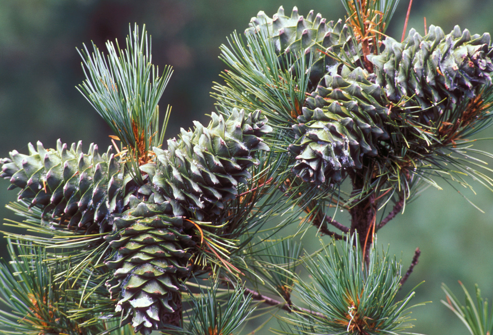 Close-up dennenappels