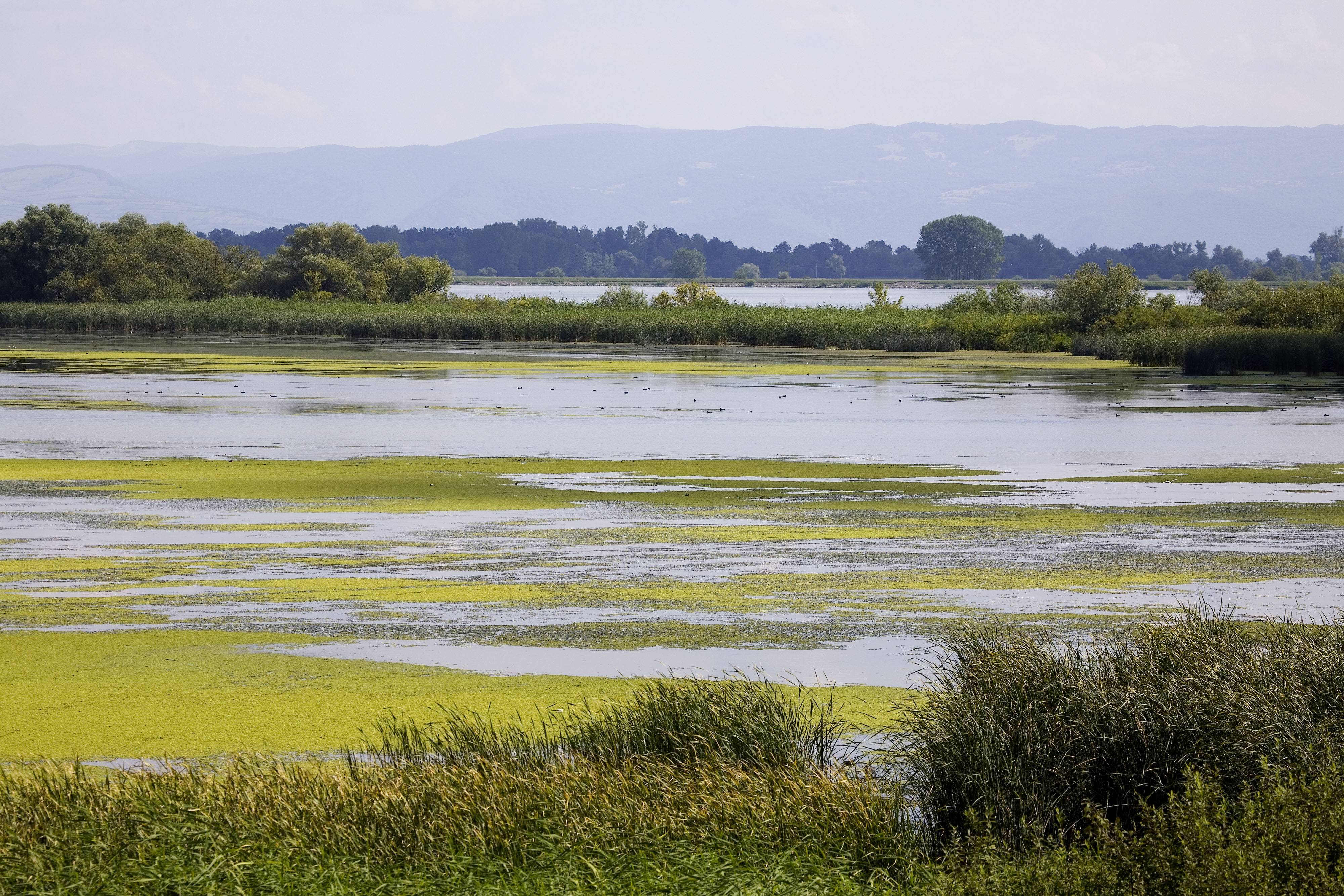 Wetland langs Donau rivier