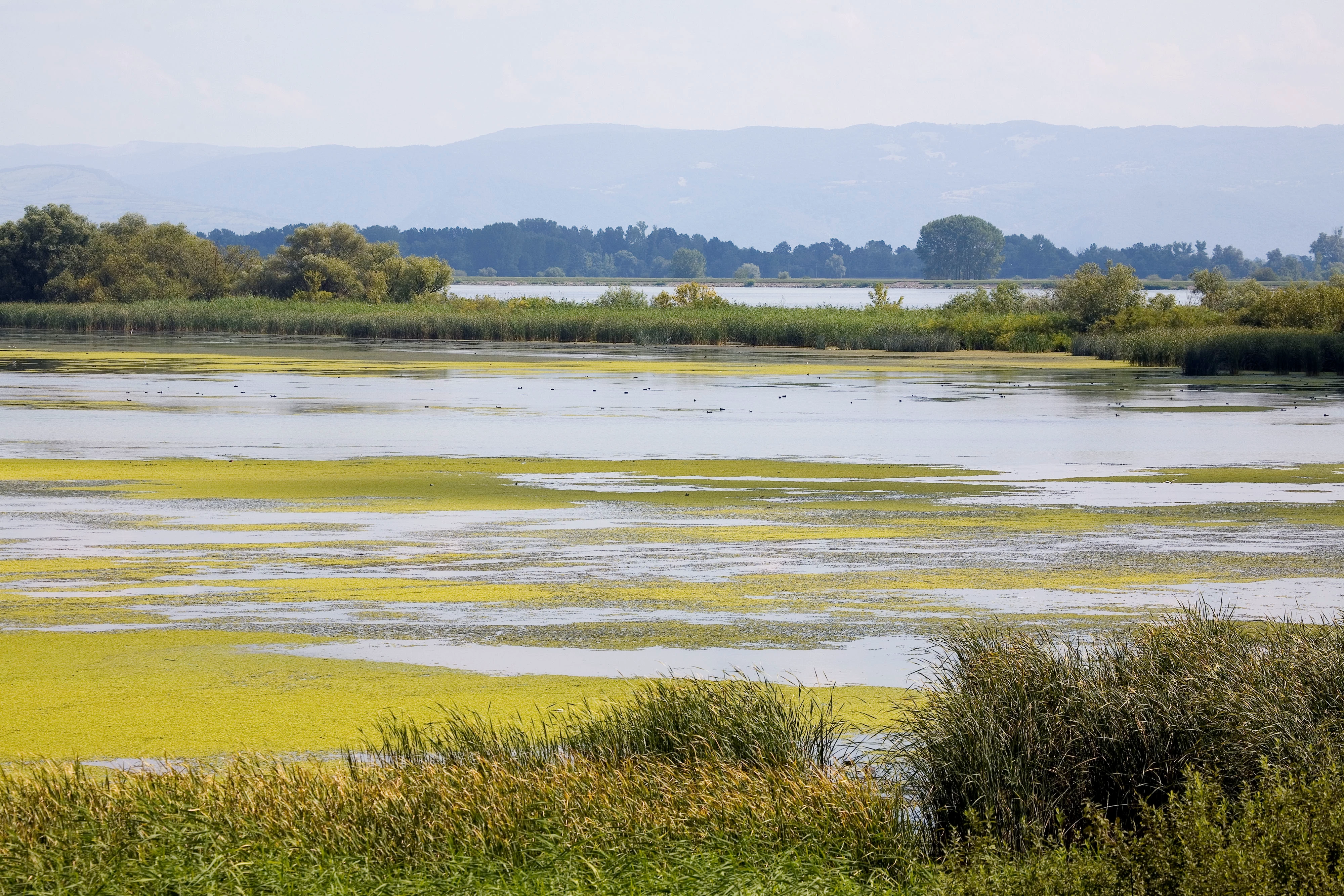 Wetland lang Donau rivier Portile de Fier Nature Park Roemenië