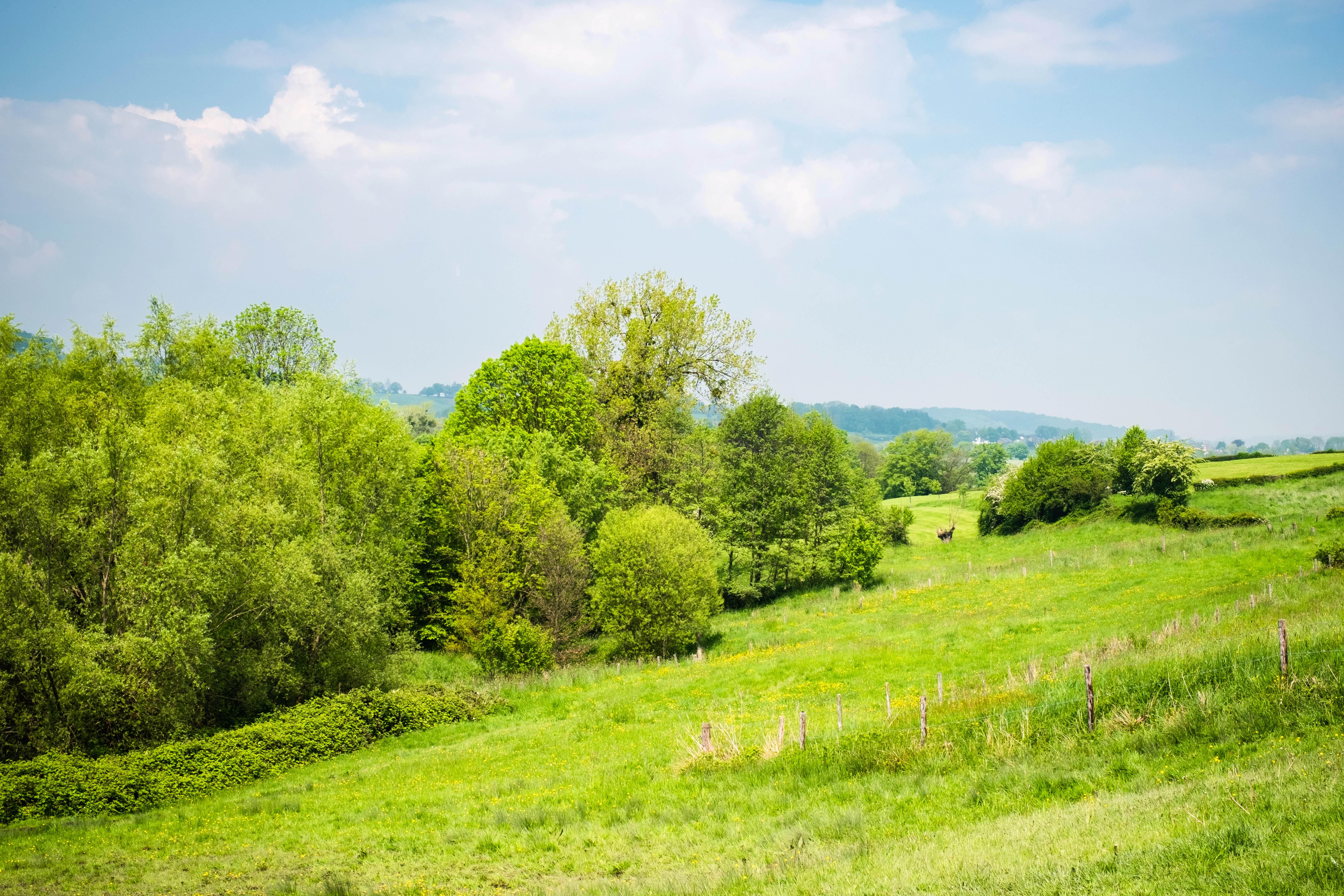 20230514-&copy; NM_geuldal-grasland helling met houtwal.jpg