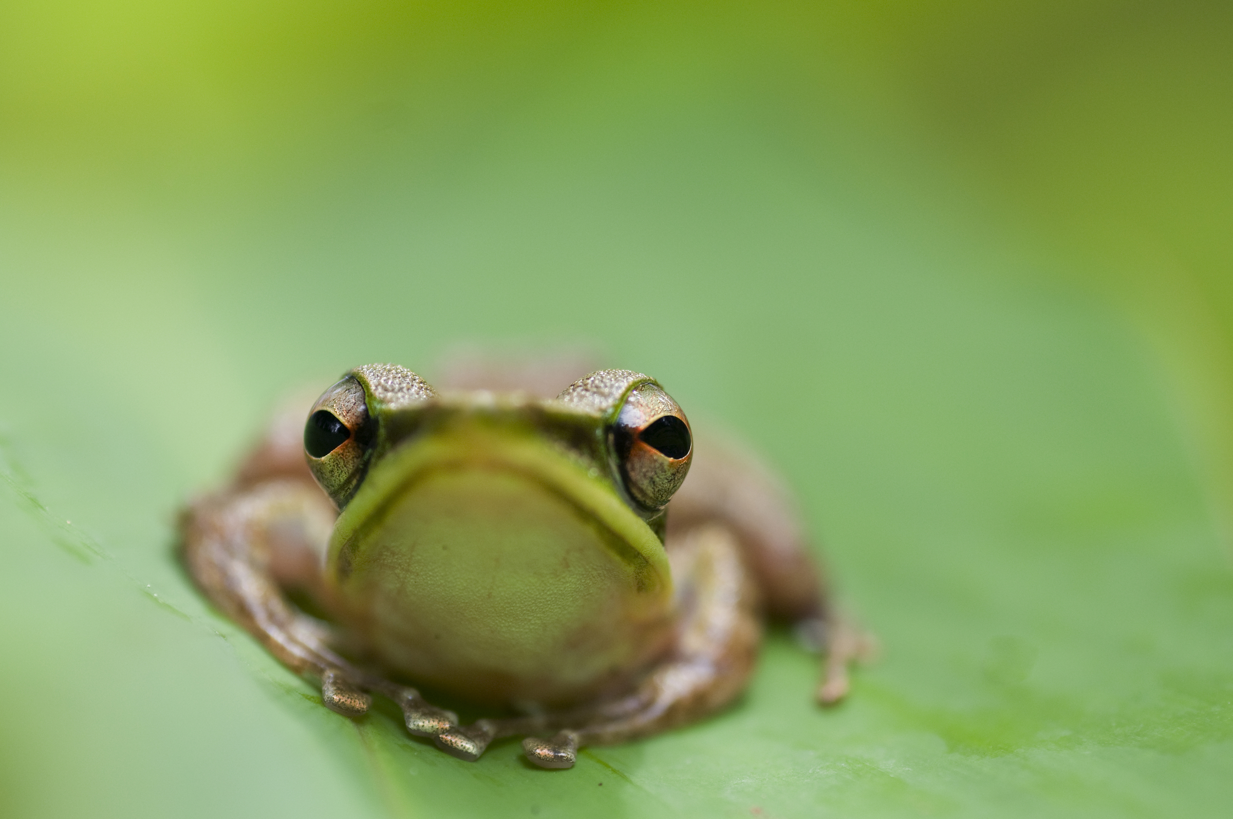 Kikker kijkt in de camera