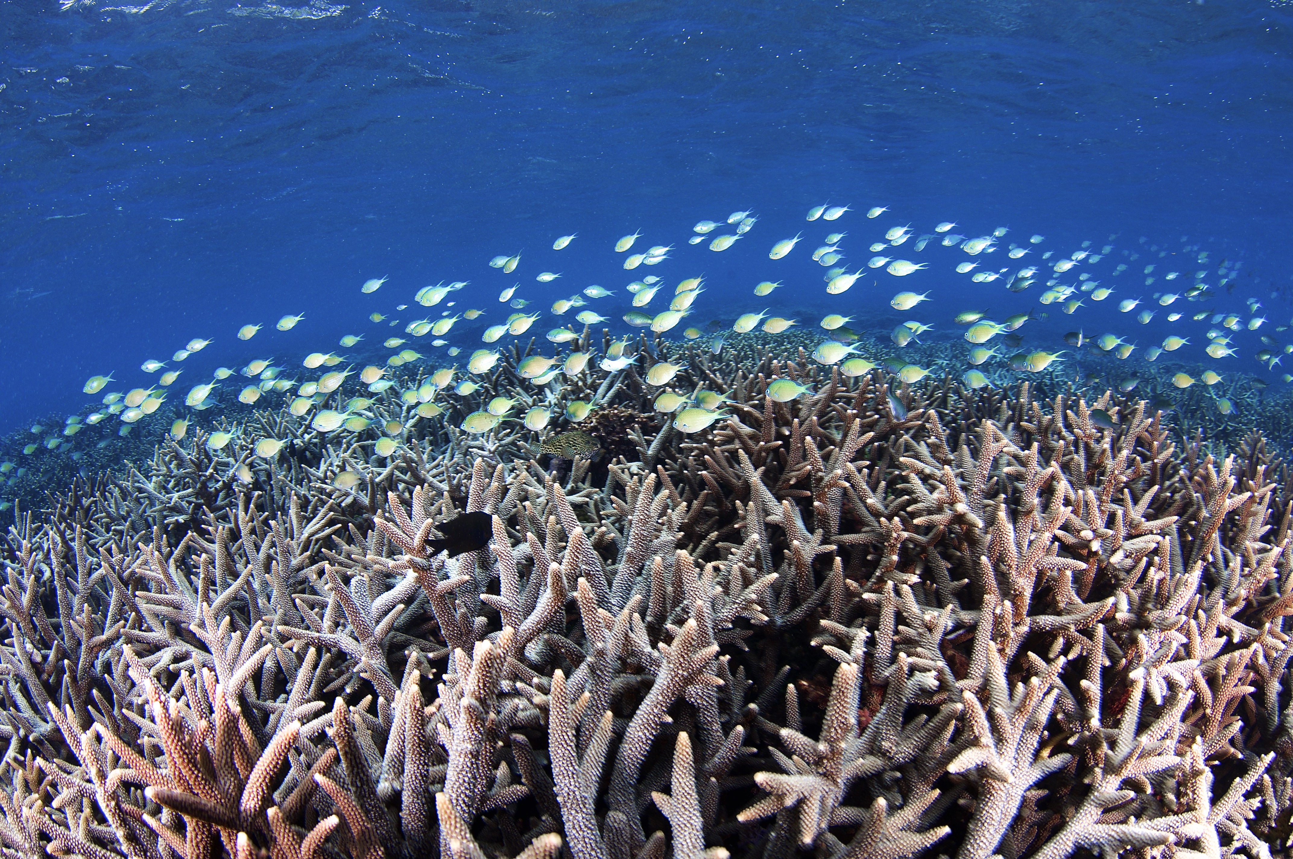 Zwerm felgekleurde vissen zwemmen in het koraal