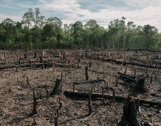 Hakken en branden, brandlandbouw Indonesiƫ Kalimantan
