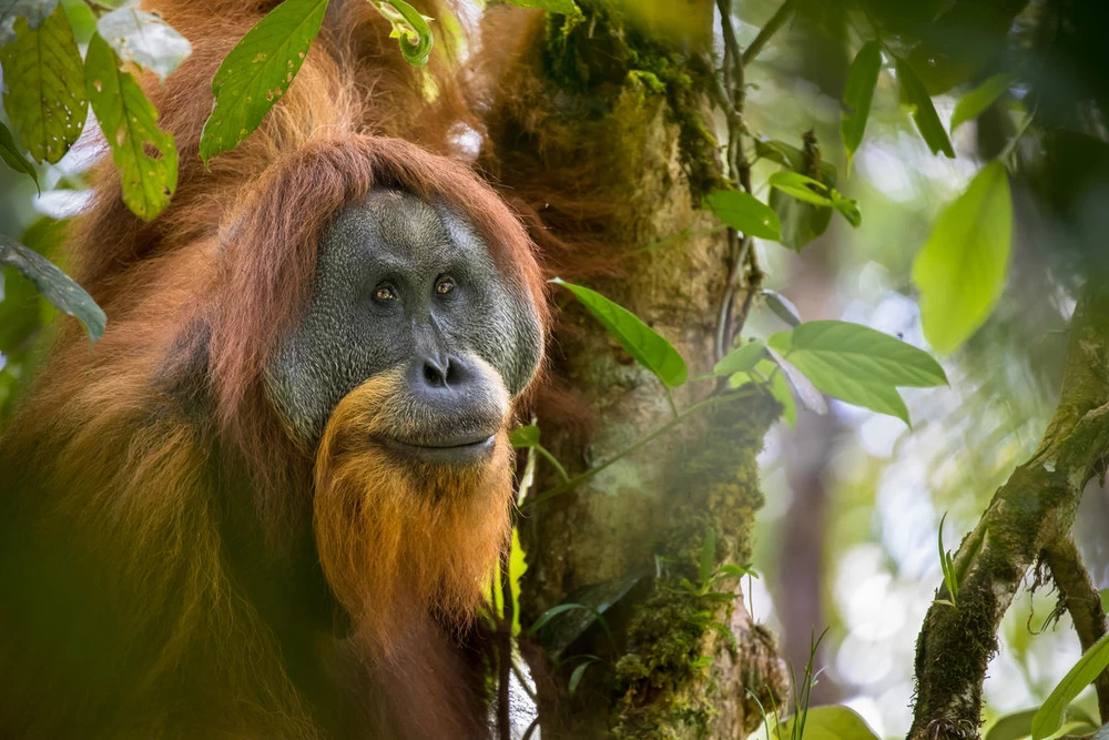 De orang-oetan in beeld