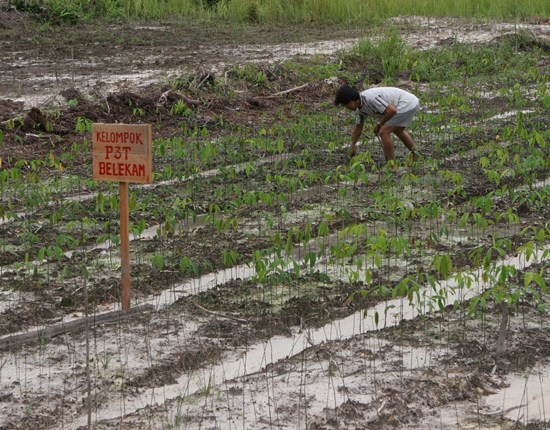 Een man plant plantjes, Indonesiƫ