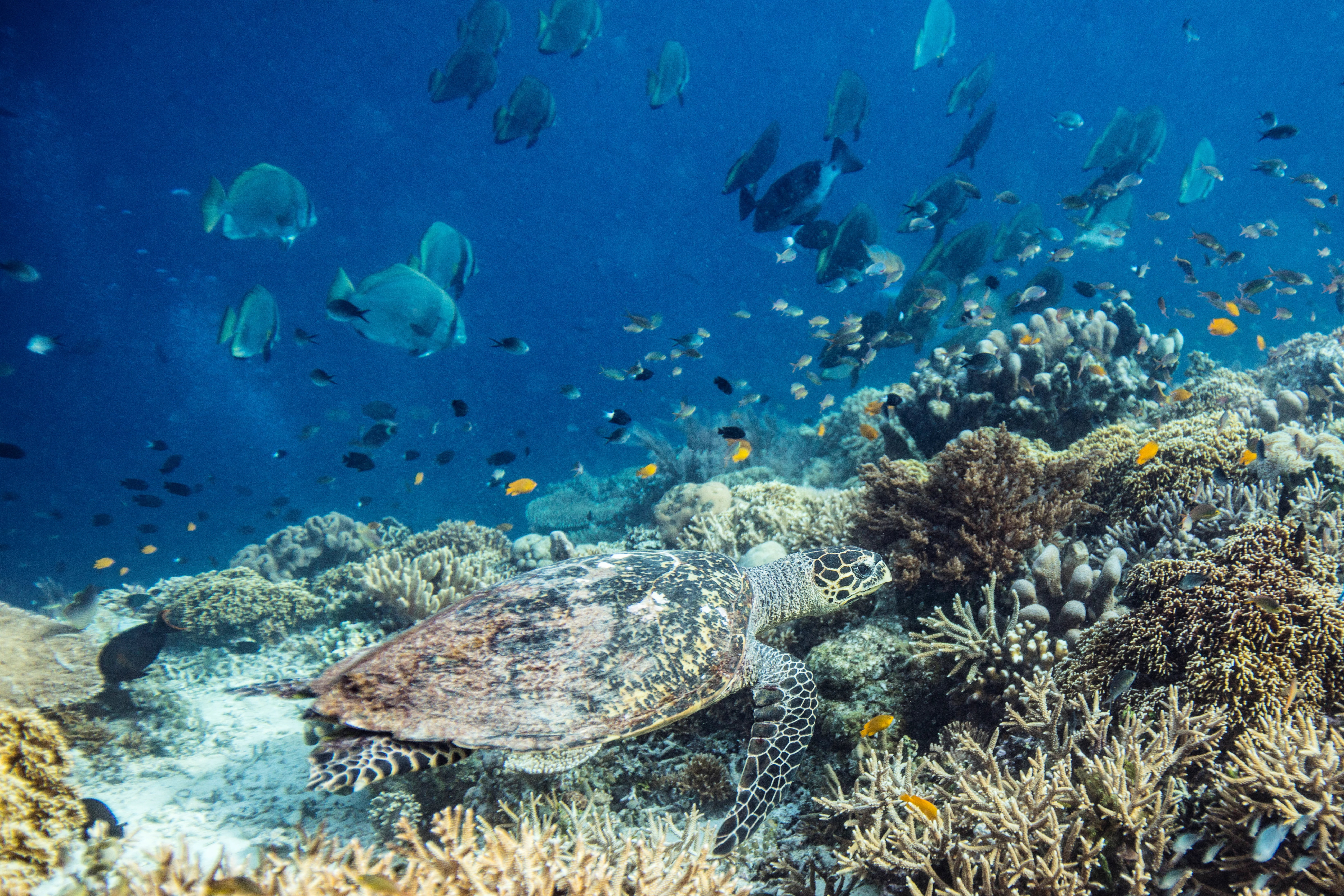 Een karetschildpad Indonesië