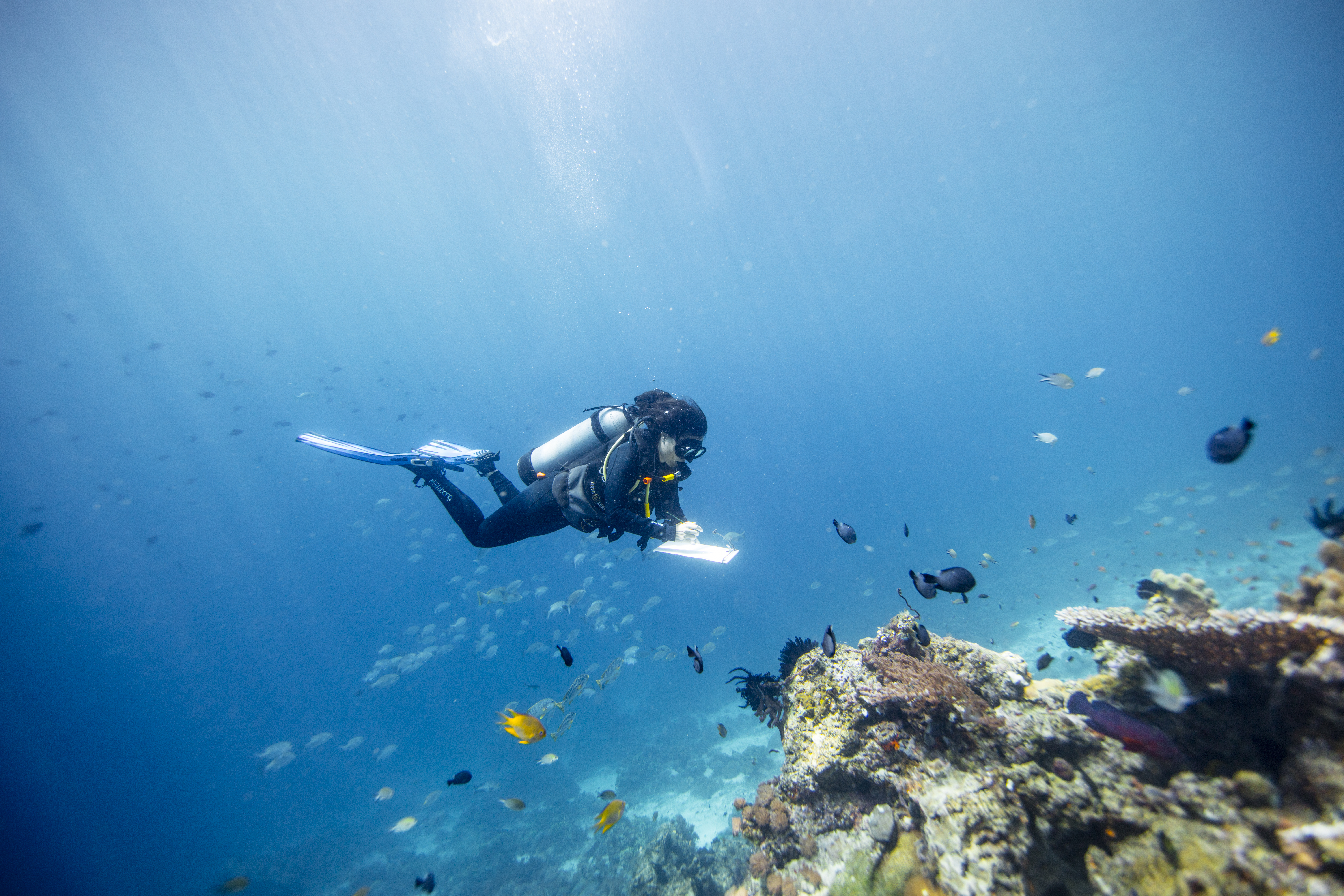 Mariene wetenschapper onderzoekt het rif 