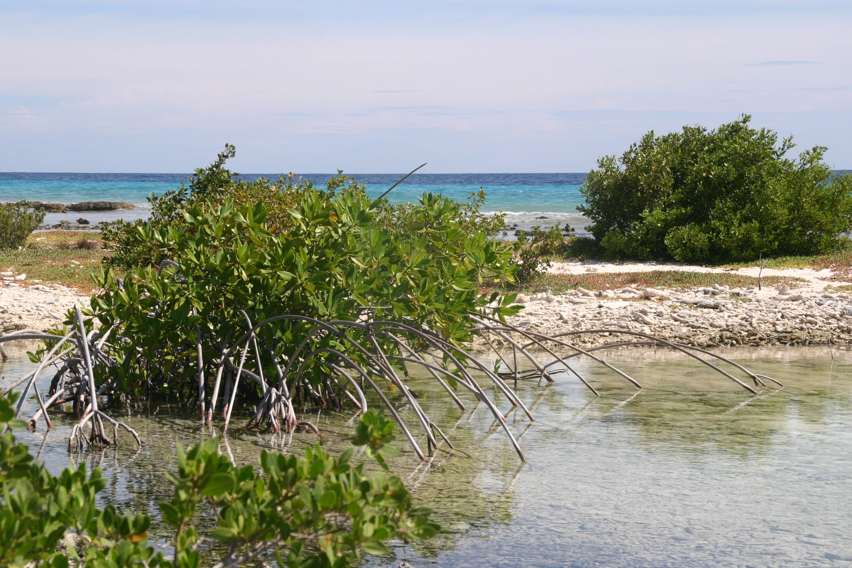 Mangrove bij zoutmeren, Bonaire
