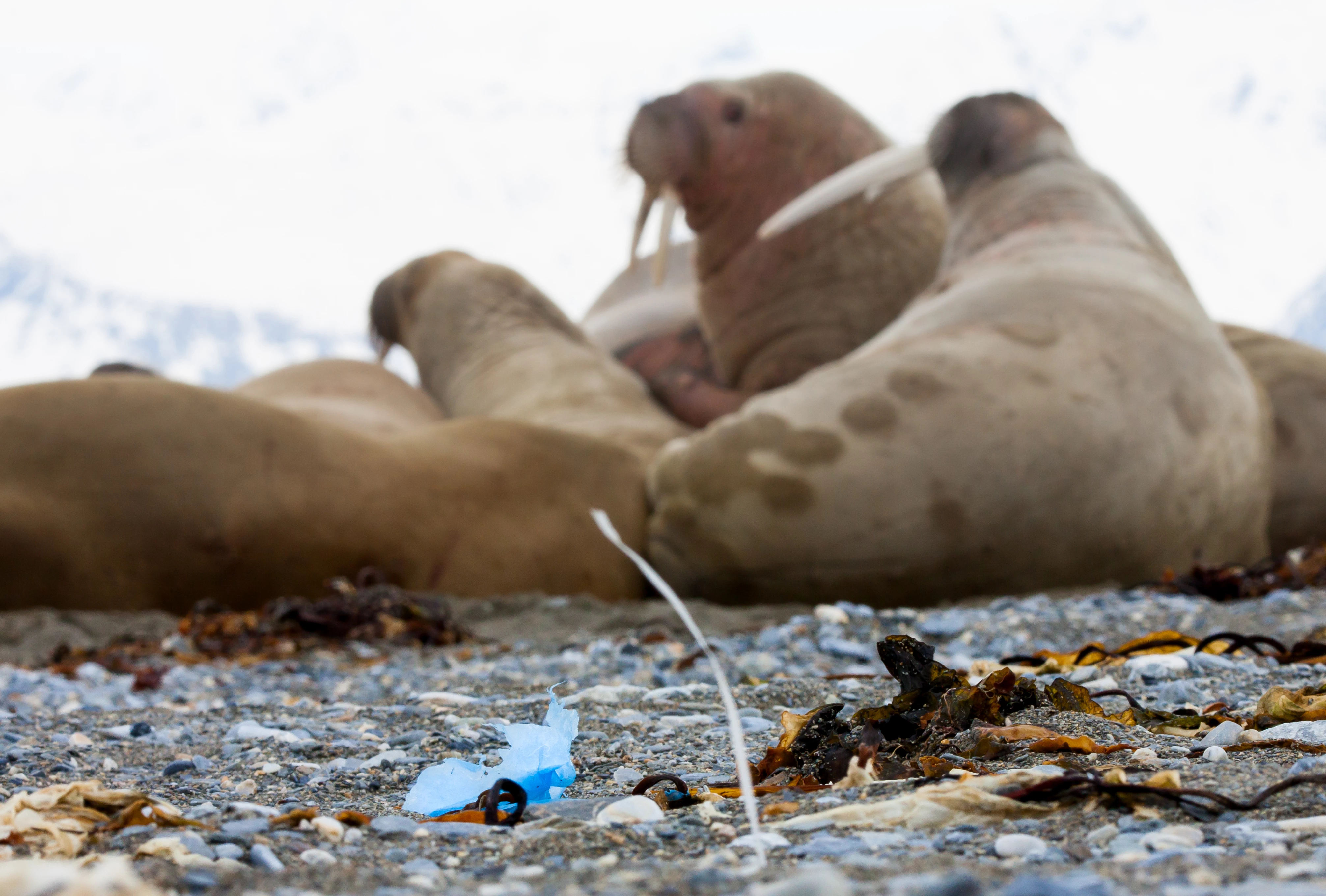 Walrussen Spitsbergen plastic
