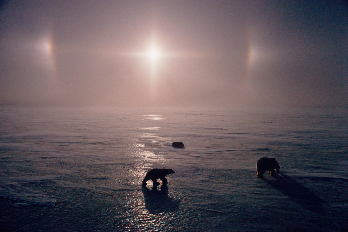 IJsbeer moeder en welpen lopen over zee-ijs