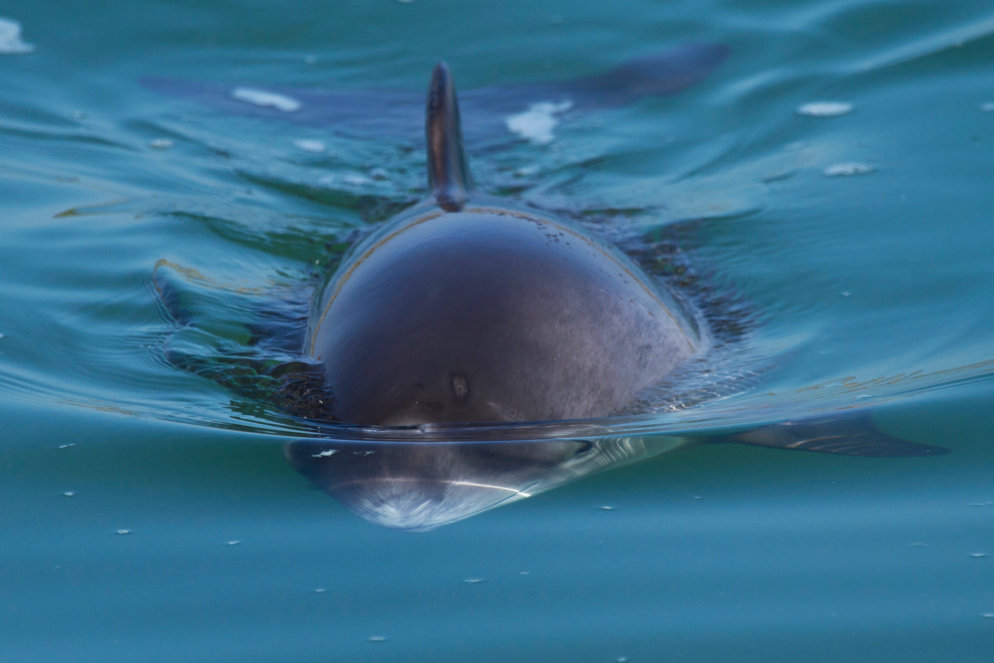 Bruinvis aan wateroppervlakte