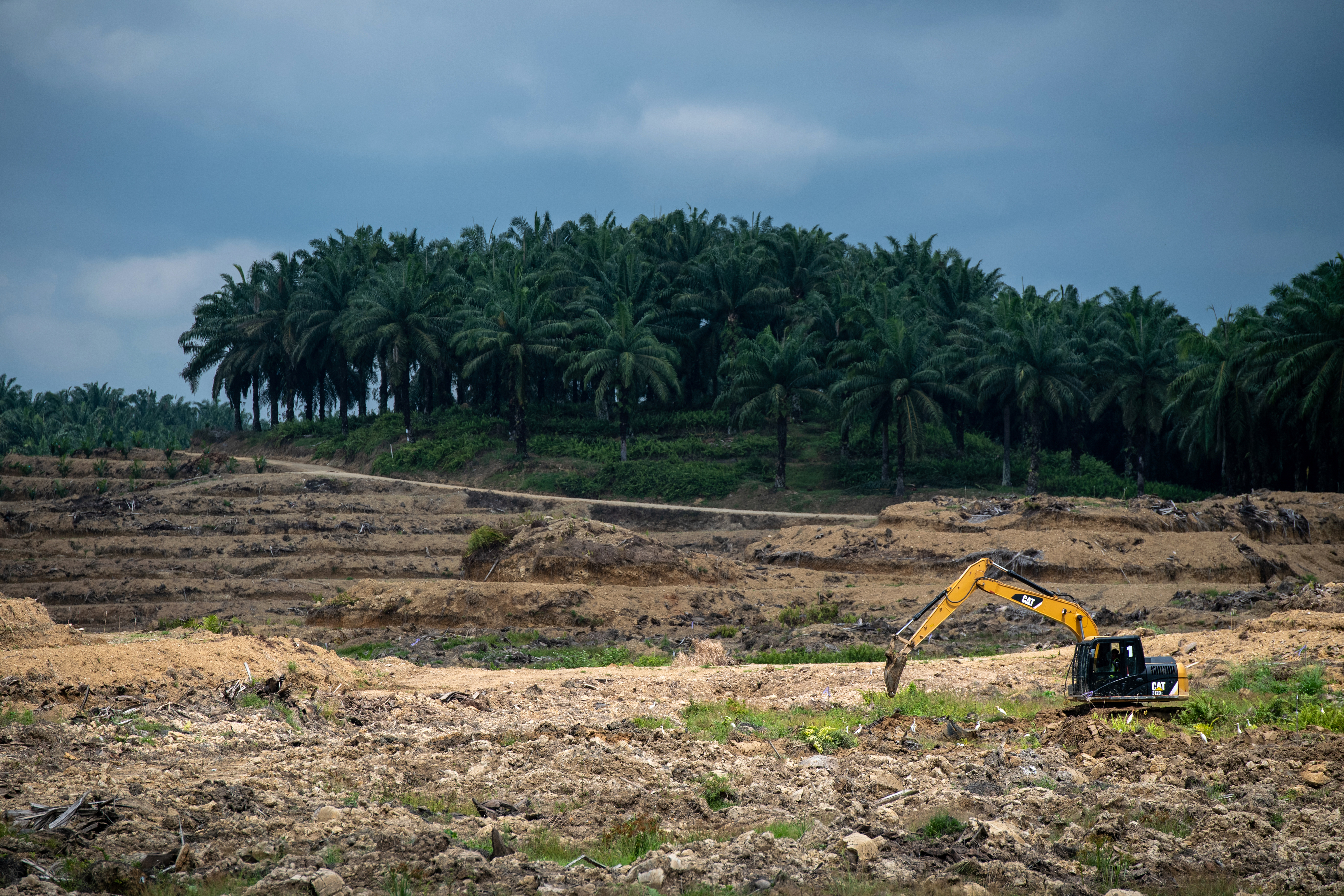 Graafmachine op een ontboste palmolieplantage in Sabah, Borneo