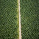 vrachtwagen rijd over weg tussen palmolie palmen