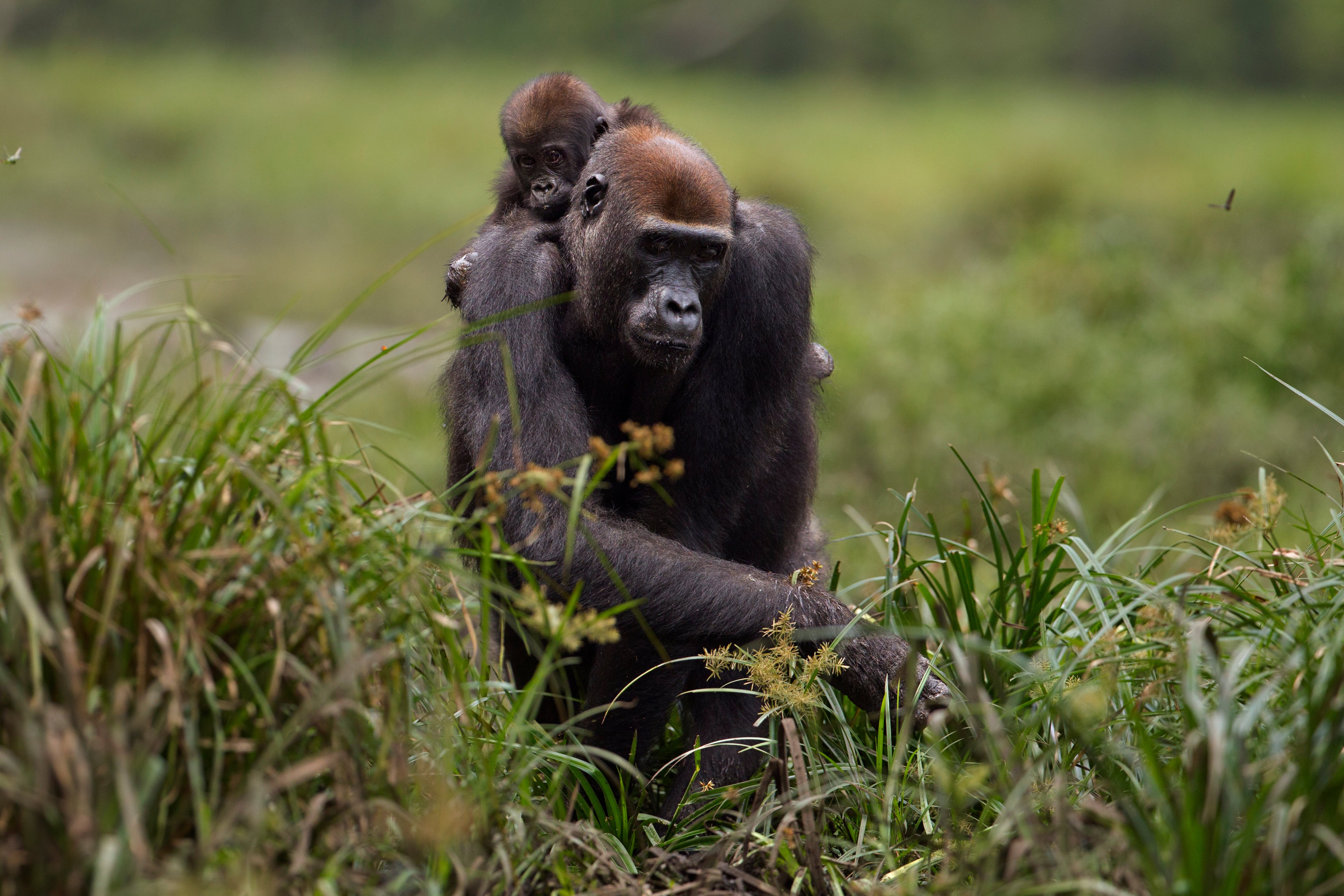 Gorilla met baby op rug
