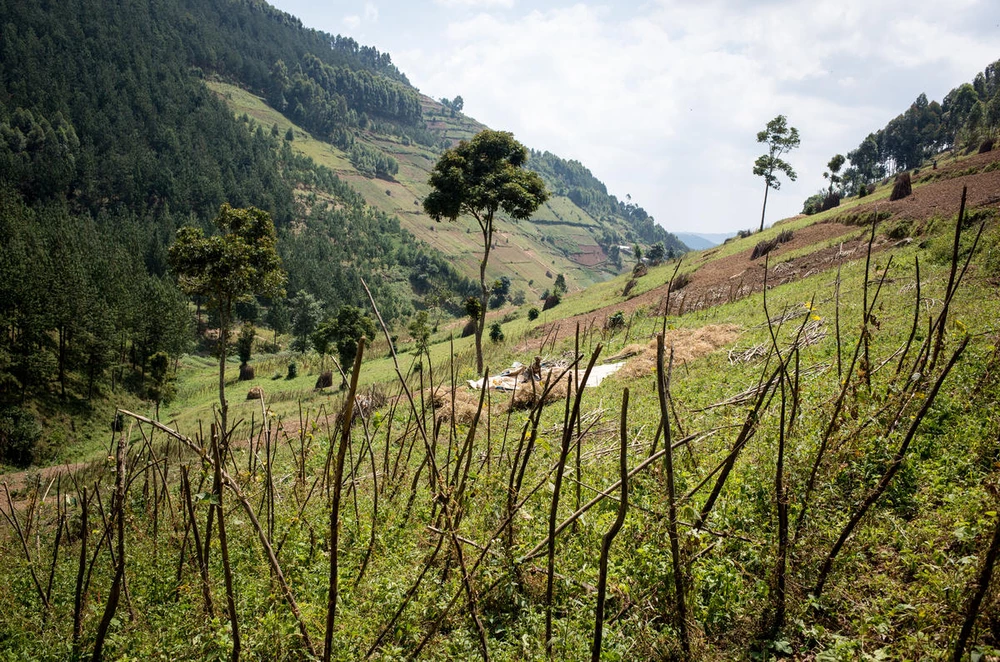 Bwindi National Park, Congo lokale akkers WW2123800