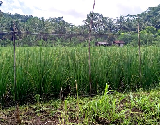 Voedselgebied olifanten