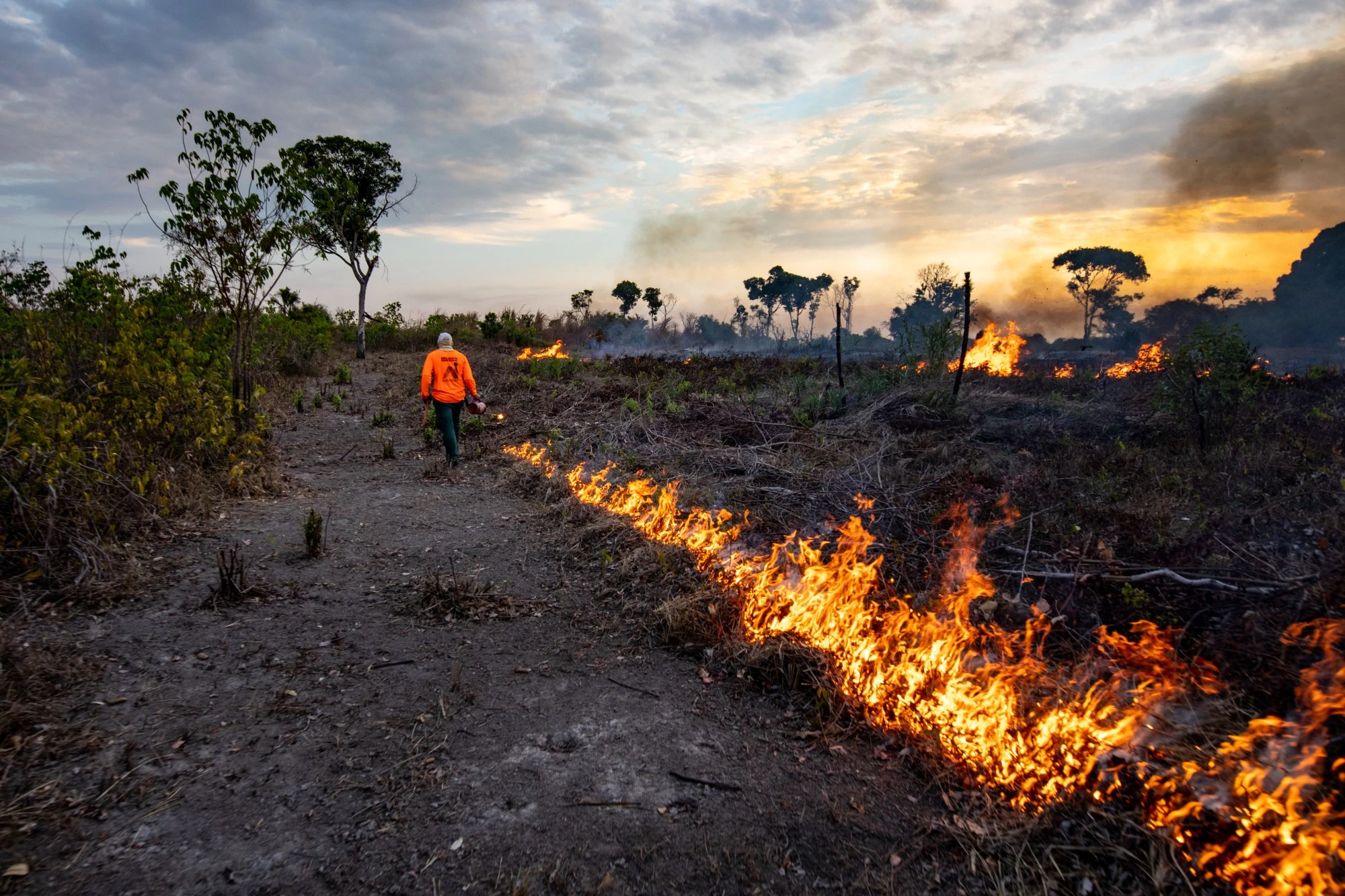 Bosbranden Amazone