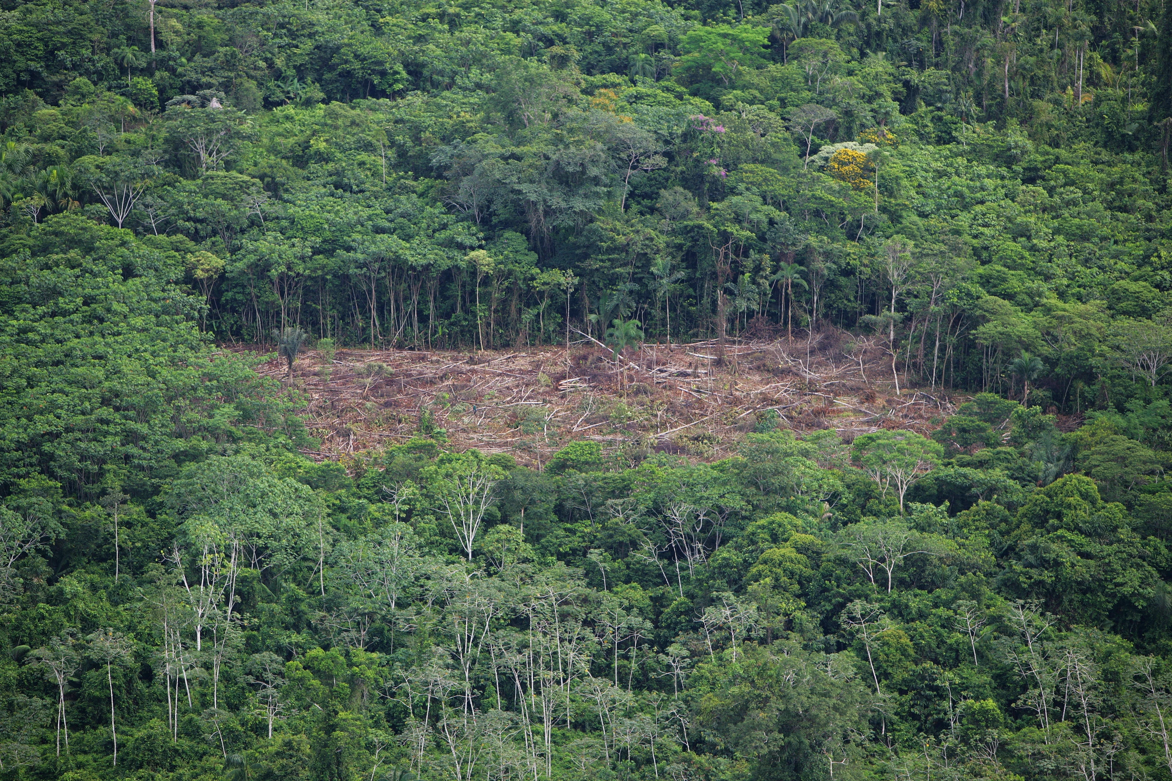 Ontbossing, Peru, Amazone WW139233